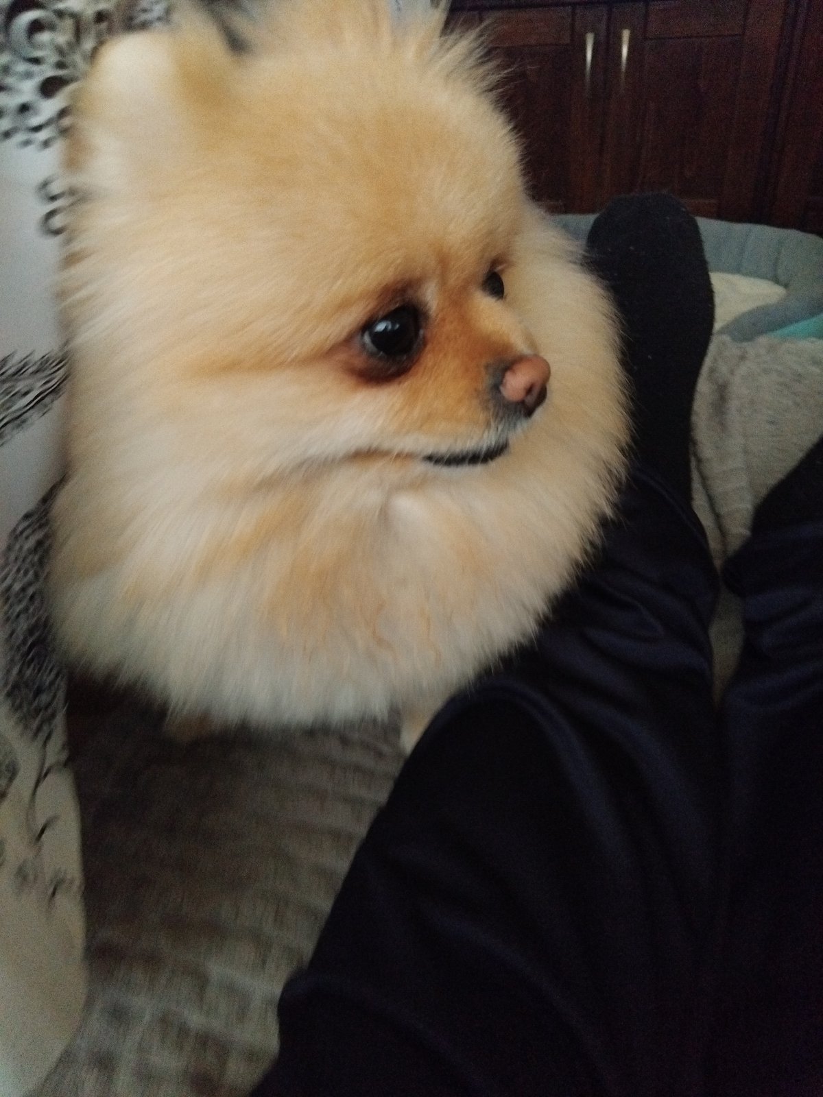 Pomeranian dog photographed resting on patterned bedding in Bulgaria