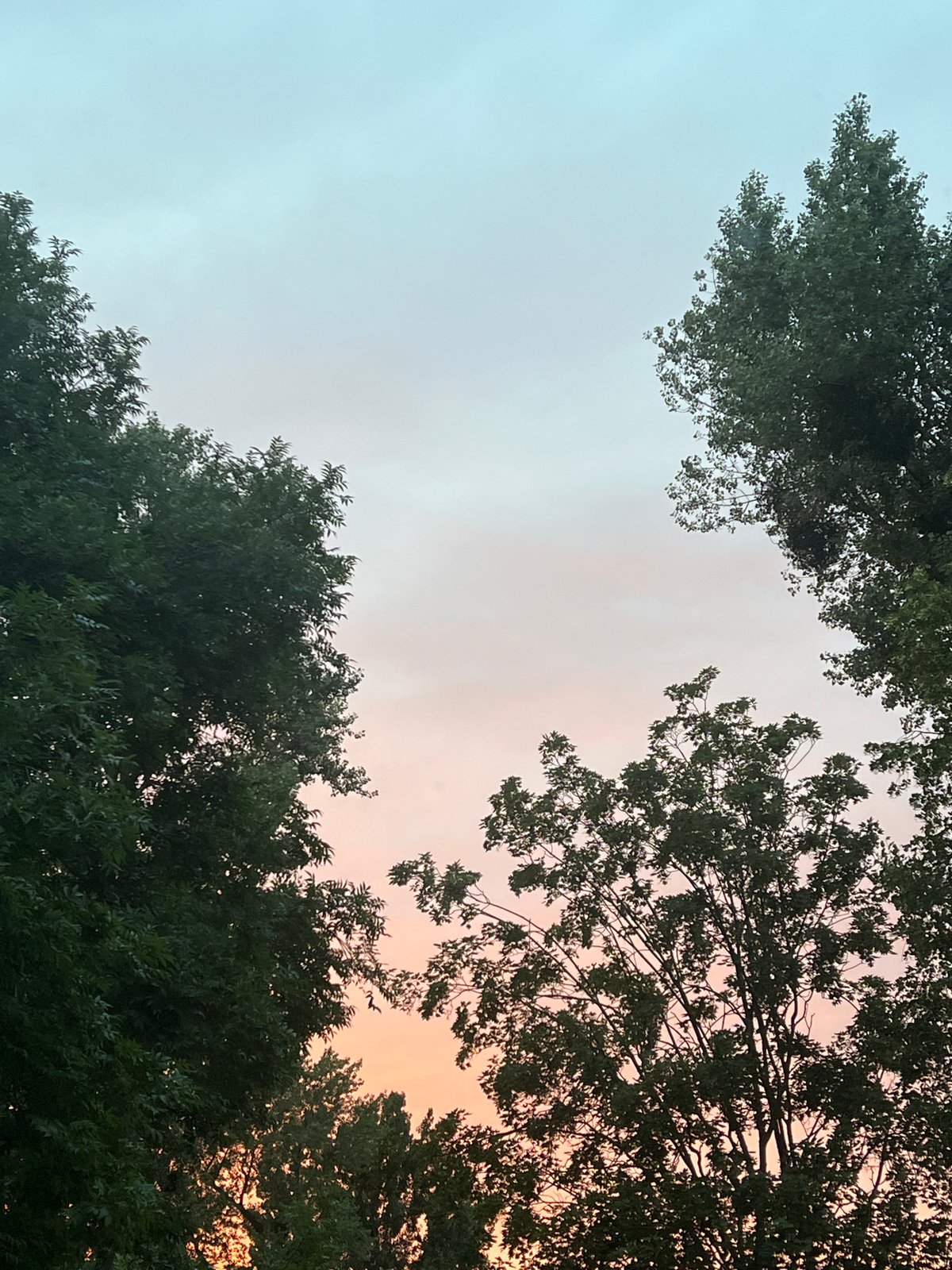 Twilight sky through Warsaw tree canopies, summer evening