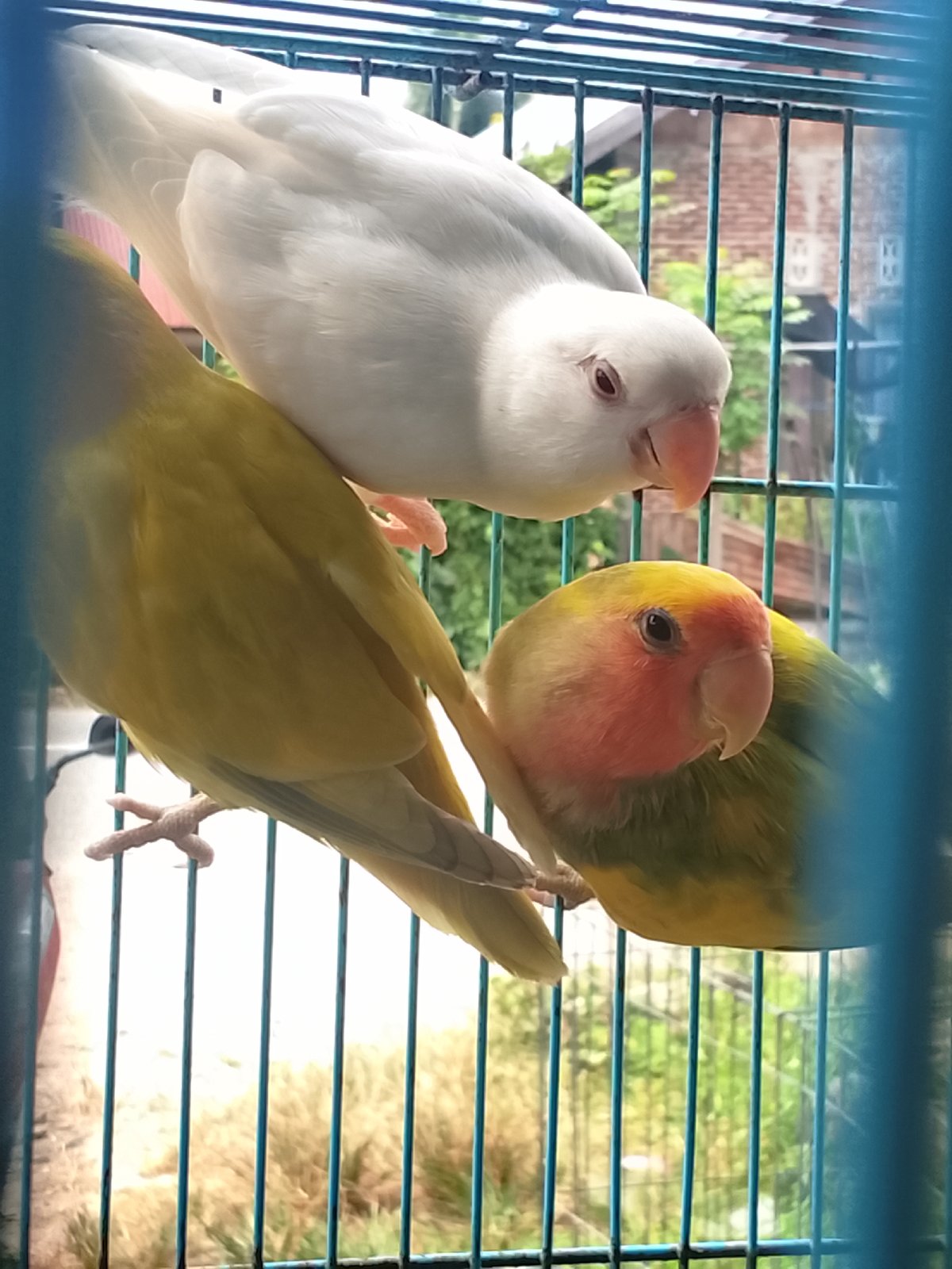 Colorful lovebirds in outdoor cages, Kuta Trieng, Indonesia