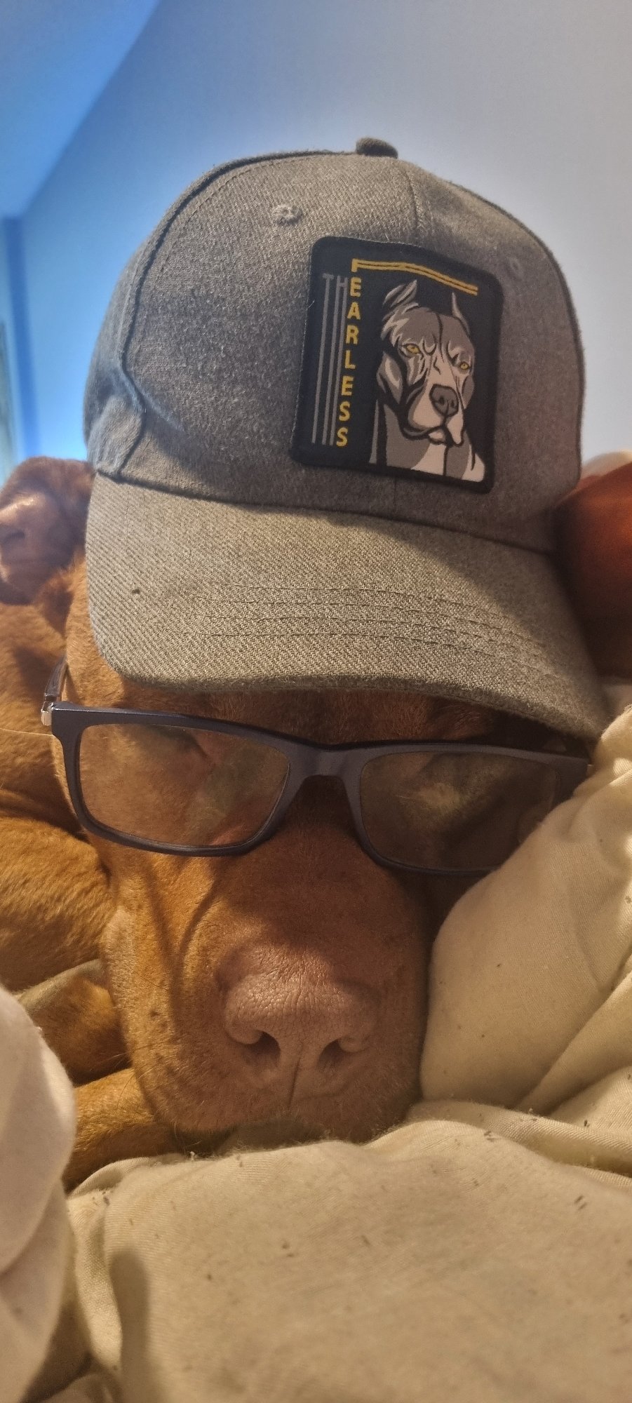 Dog photo session captures pit bull mix in caps and collars