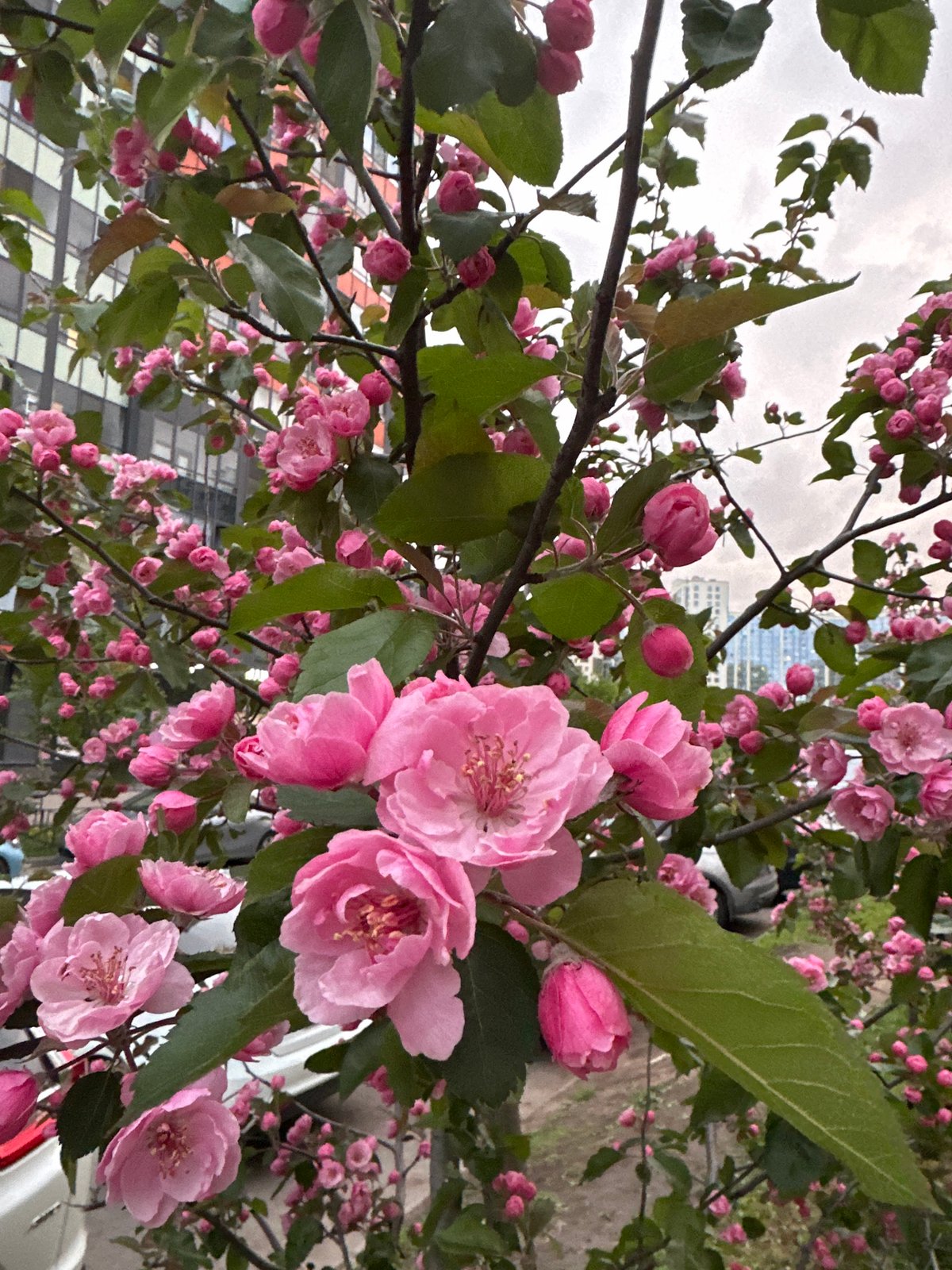 Spring blossoms and parked car observed in Russian city