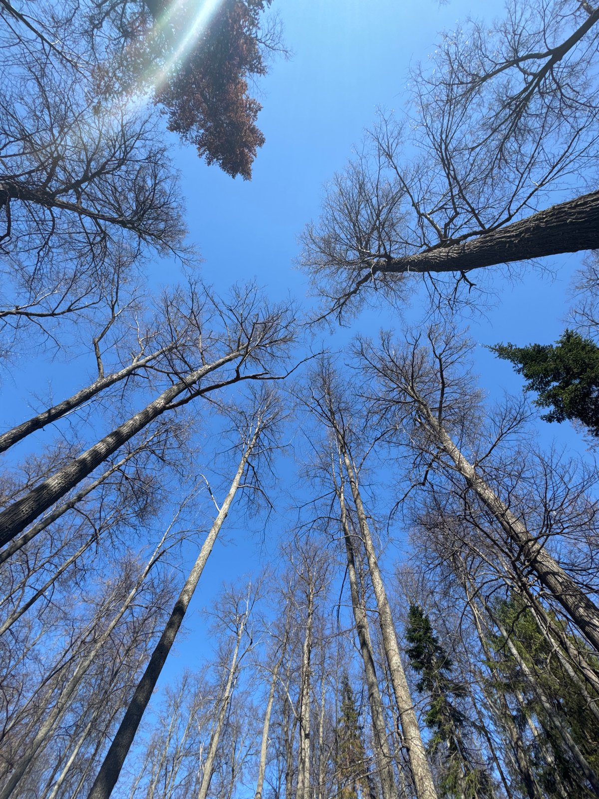 Spring awakening documented in Chernushka park and woodland area
