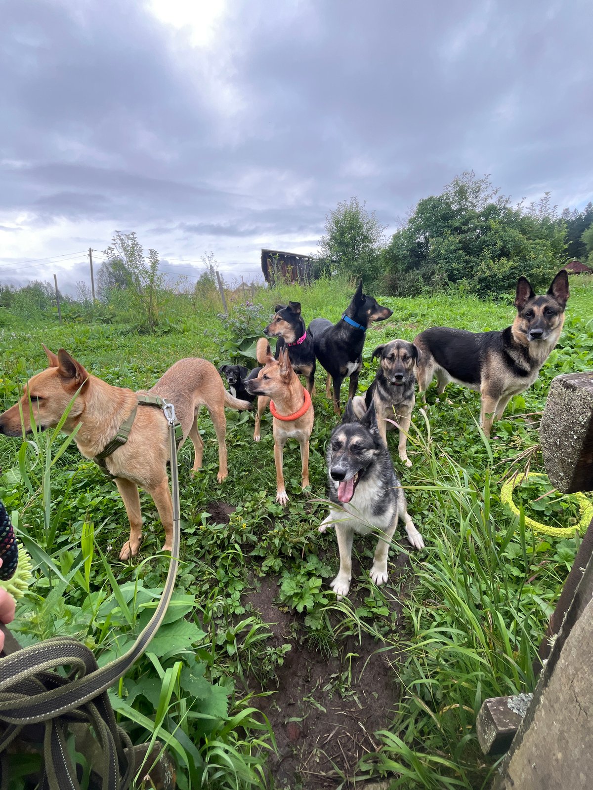 Mixed pack of dogs playing and resting in a Nizhny Tagil yard