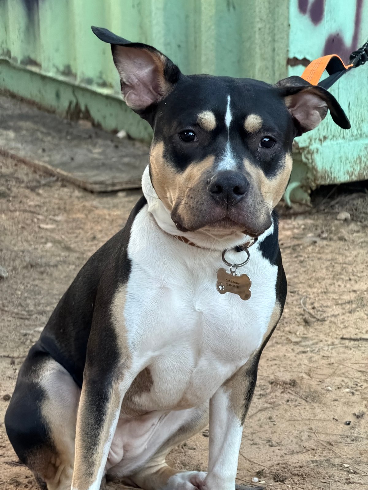 Tri-colored American Bully photographed resting in Tel-Aviv