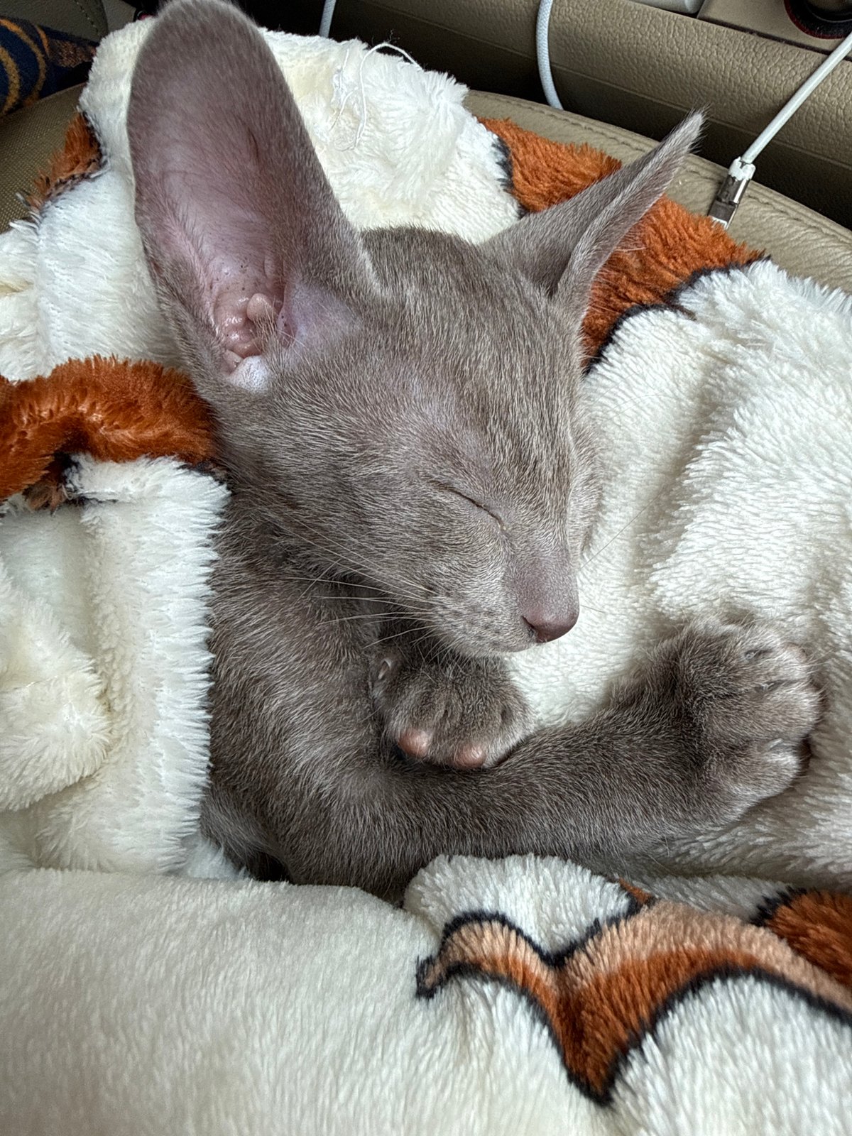 Sleeping grey kitten in tiger-striped blanket, Moscow