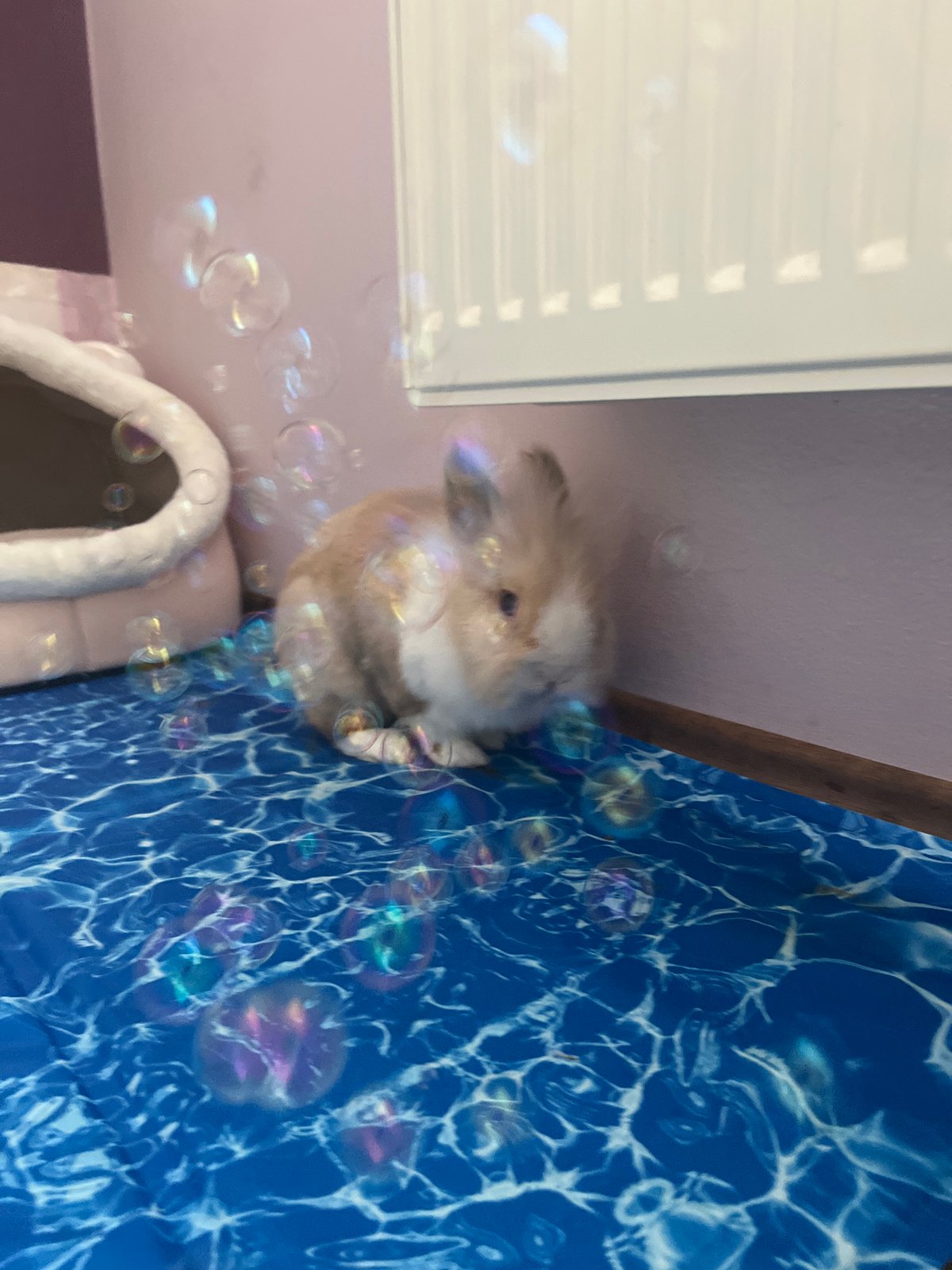 Rabbit on a water-print mat in a Sofia apartment