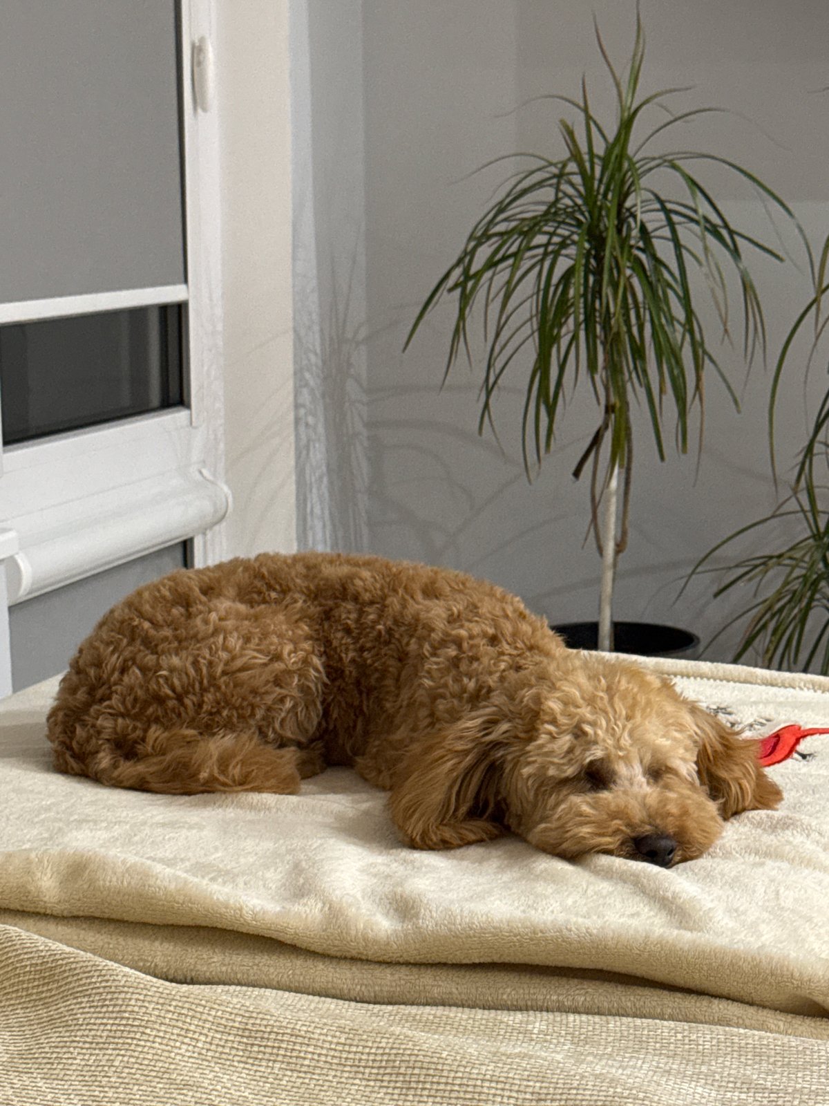 Poodle naps on couch in Bulgarian home