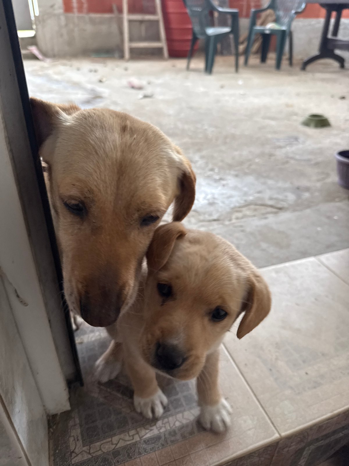 Two light brown puppies photographed together in Parvomai, Bulgaria