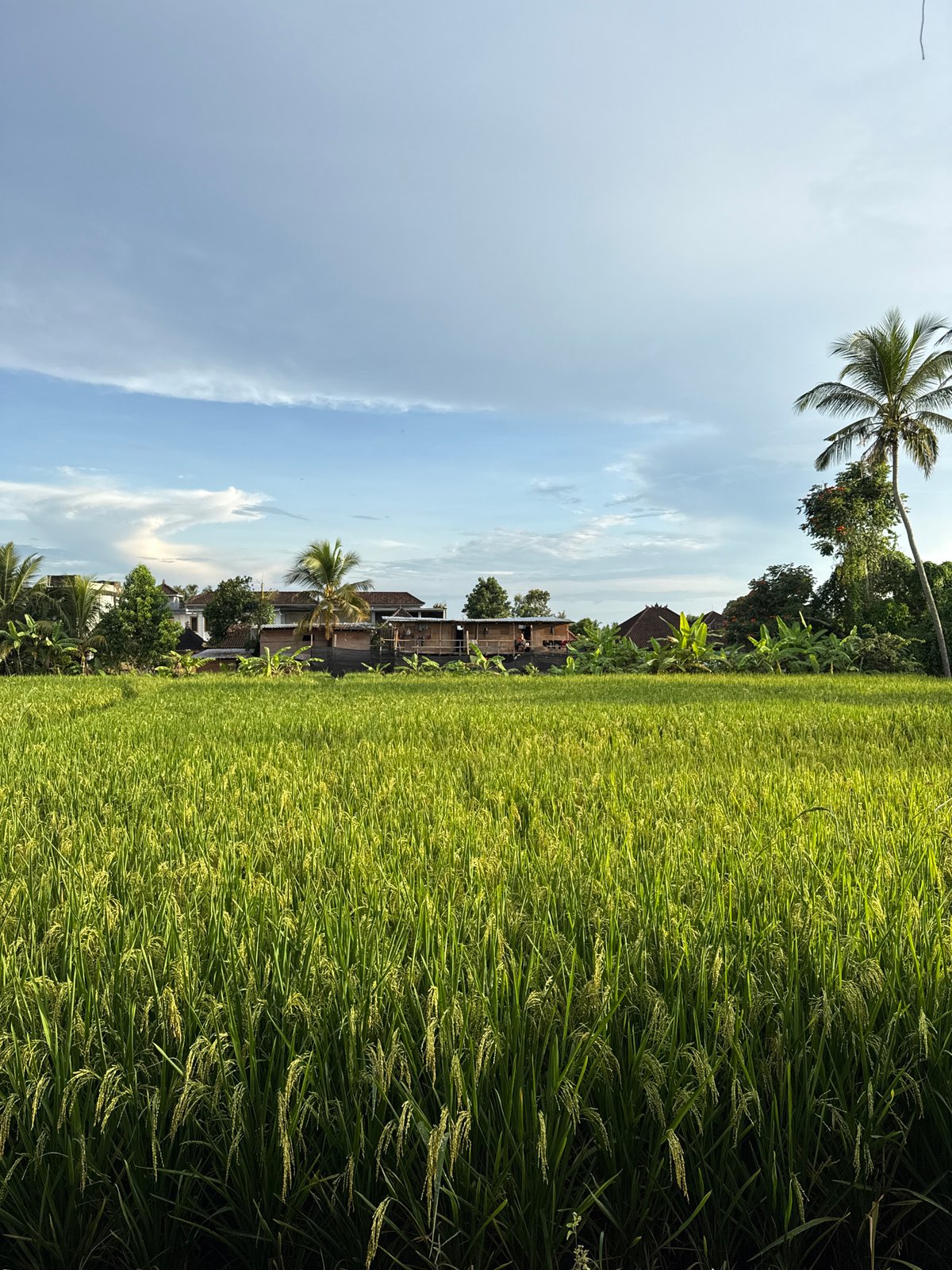 Rice fields photographed in Ubud District, Indonesia