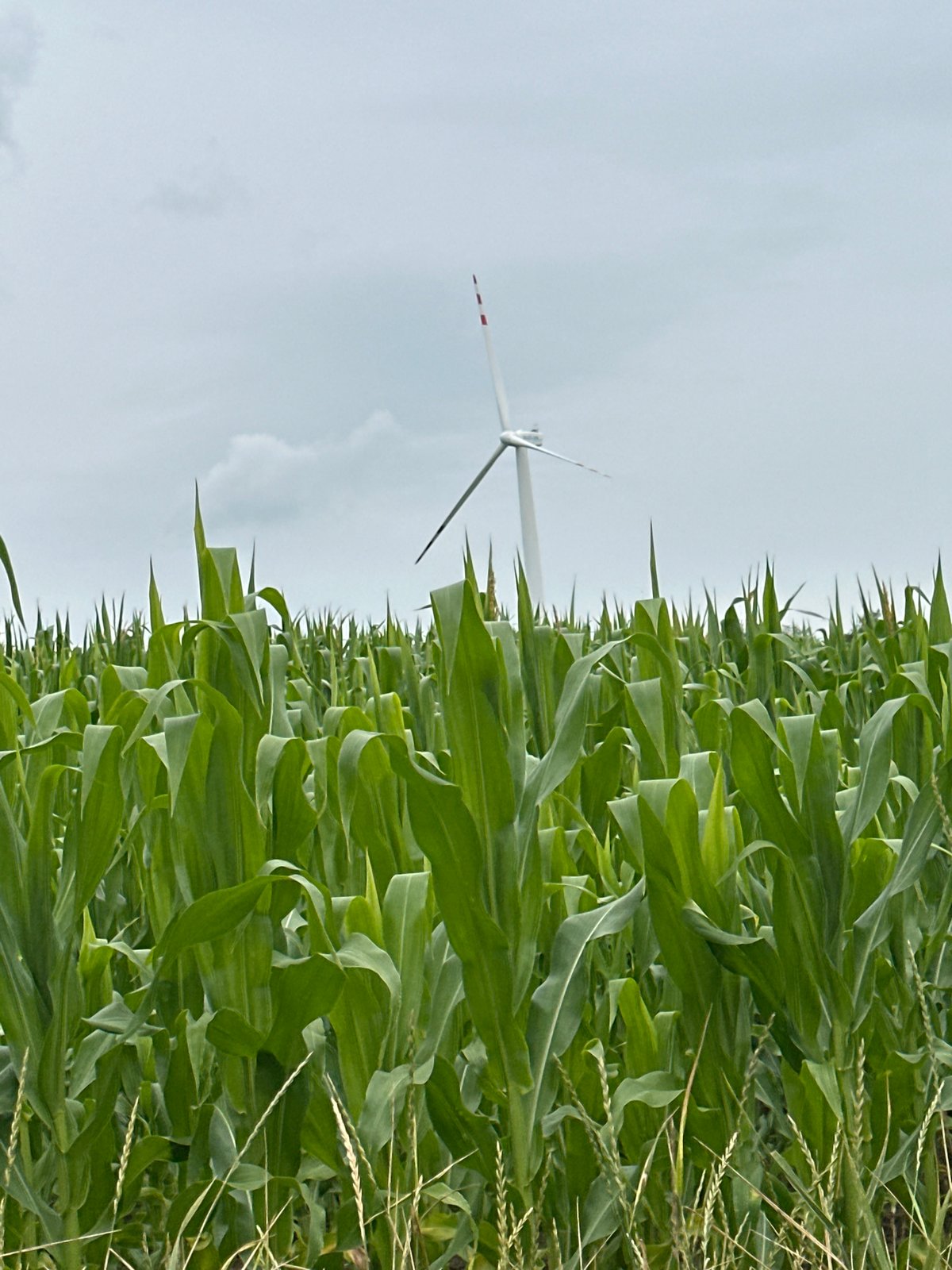 Suzlon wind turbine stands among cornfields in rural Ukraine