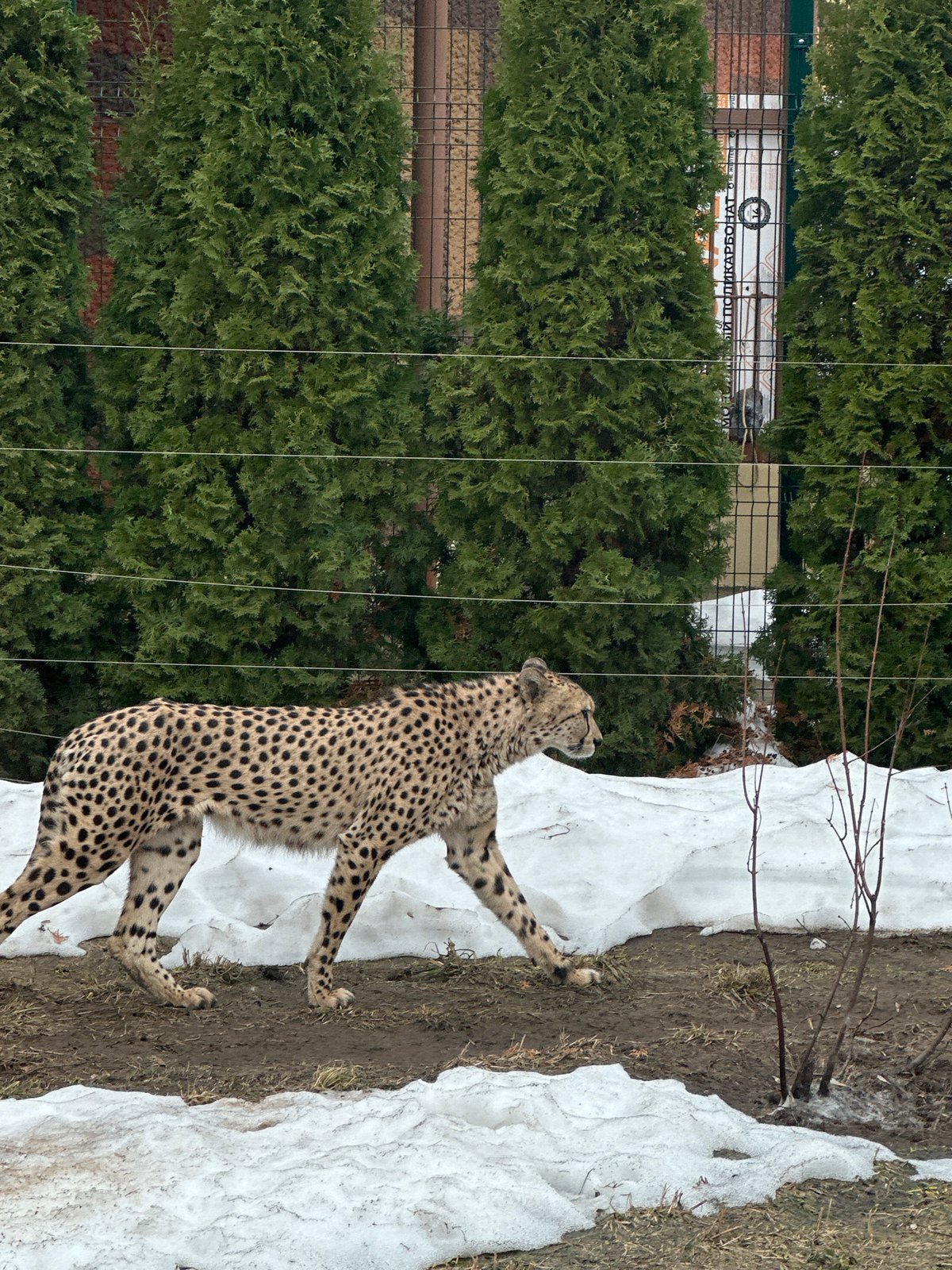 Visitor documents morning tour of Kazan Zoo exhibits