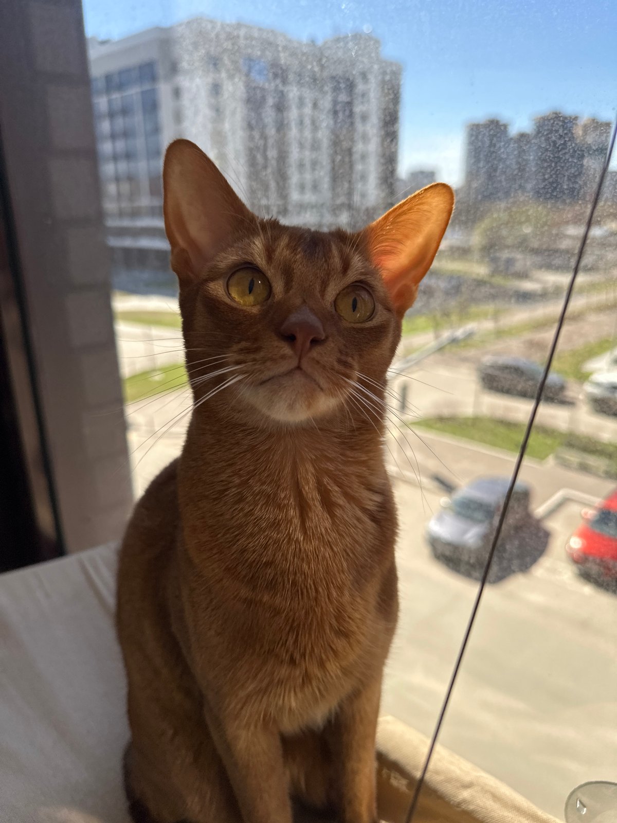 Abyssinian cat photographed against Kazan cityscape window view