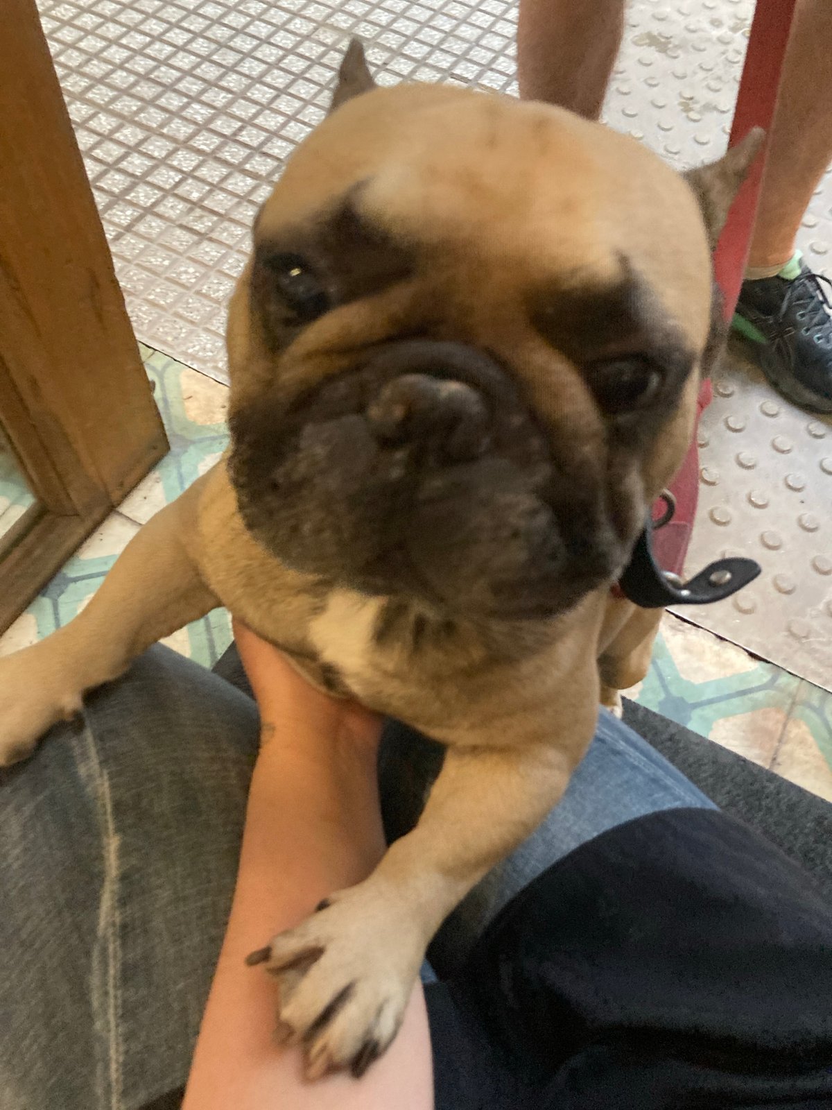 French Bulldogs photographed during brief afternoon encounter