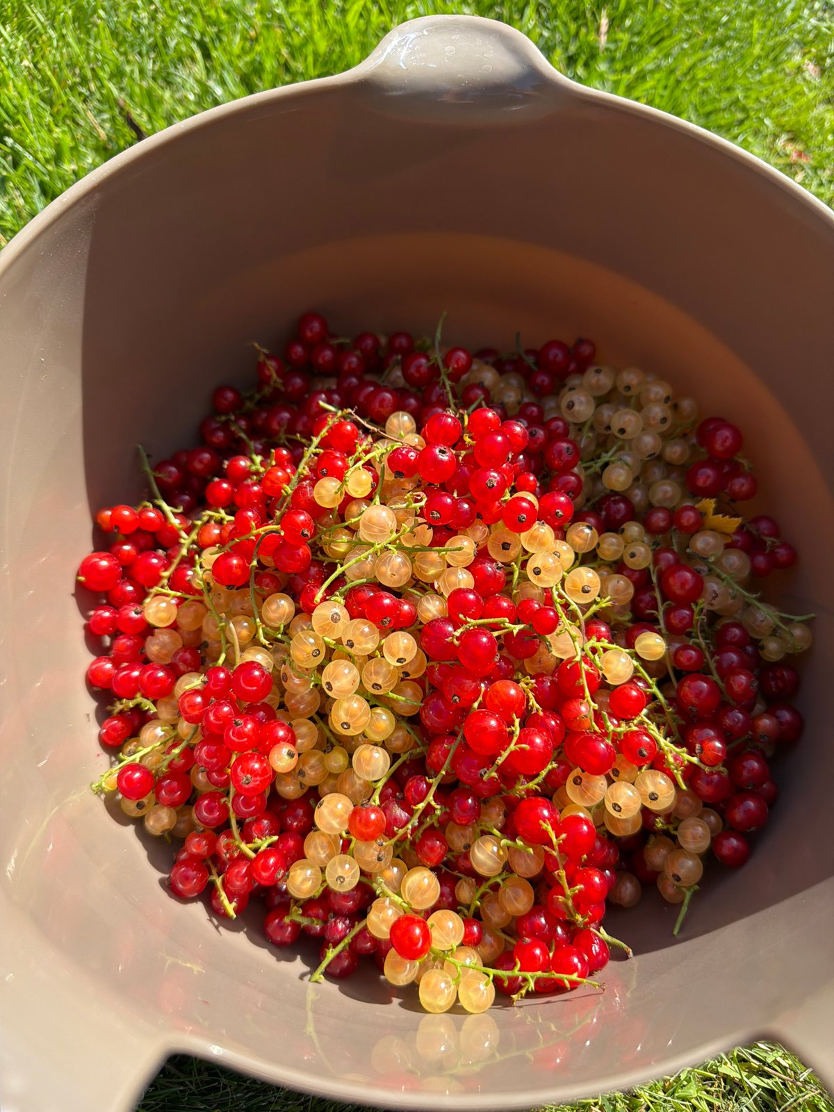 Fresh red and white currants harvested from a Lommedalen garden