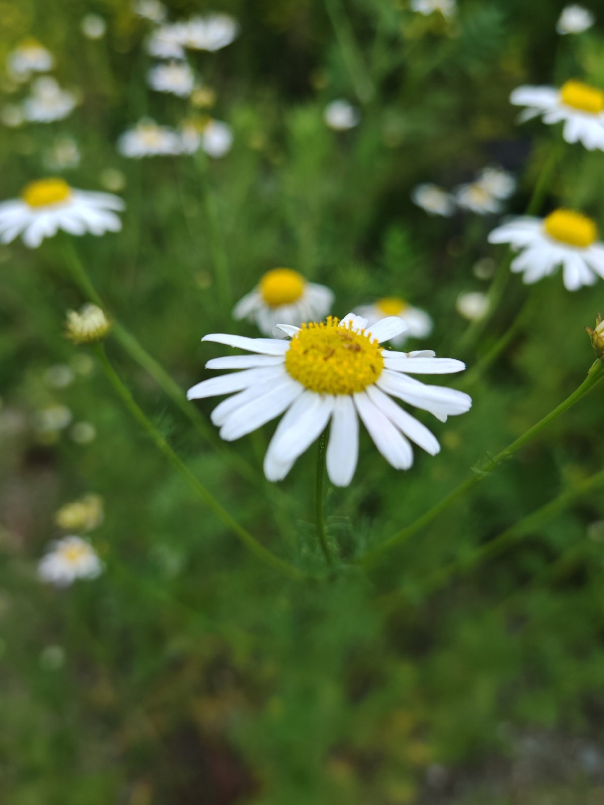 Daisies, city streets, and a plane on an overcast morning