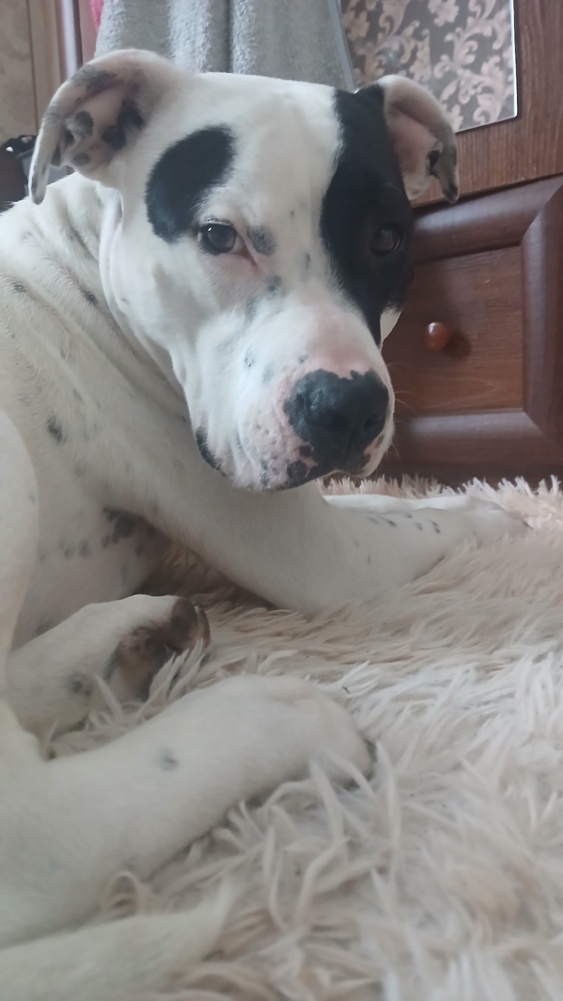 Spotted dog enjoys lazy morning at home