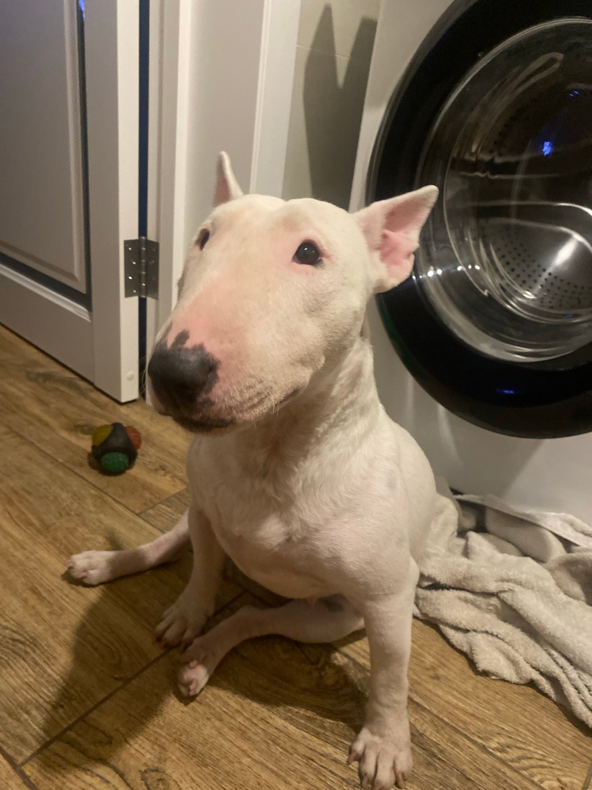Bull Terrier relaxes at home in Industrialny, Russia
