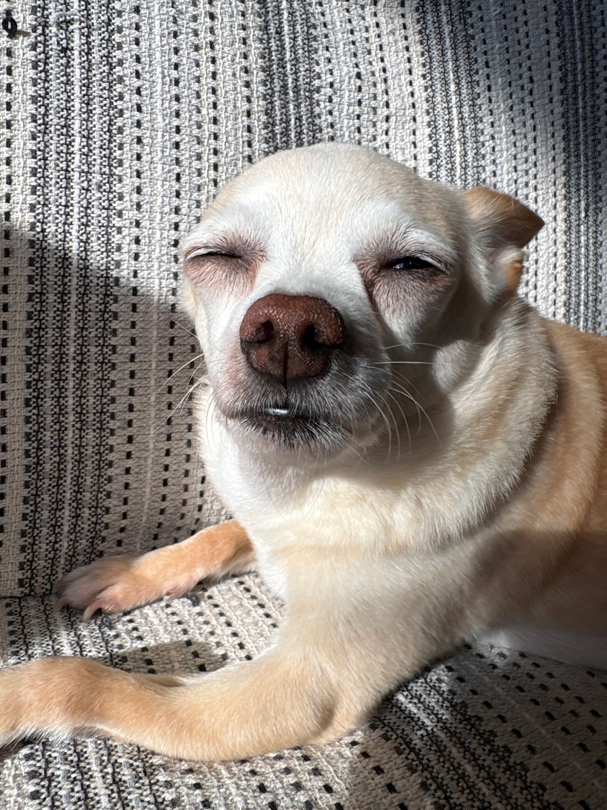 Morning pet moments captured in Bulgarian home