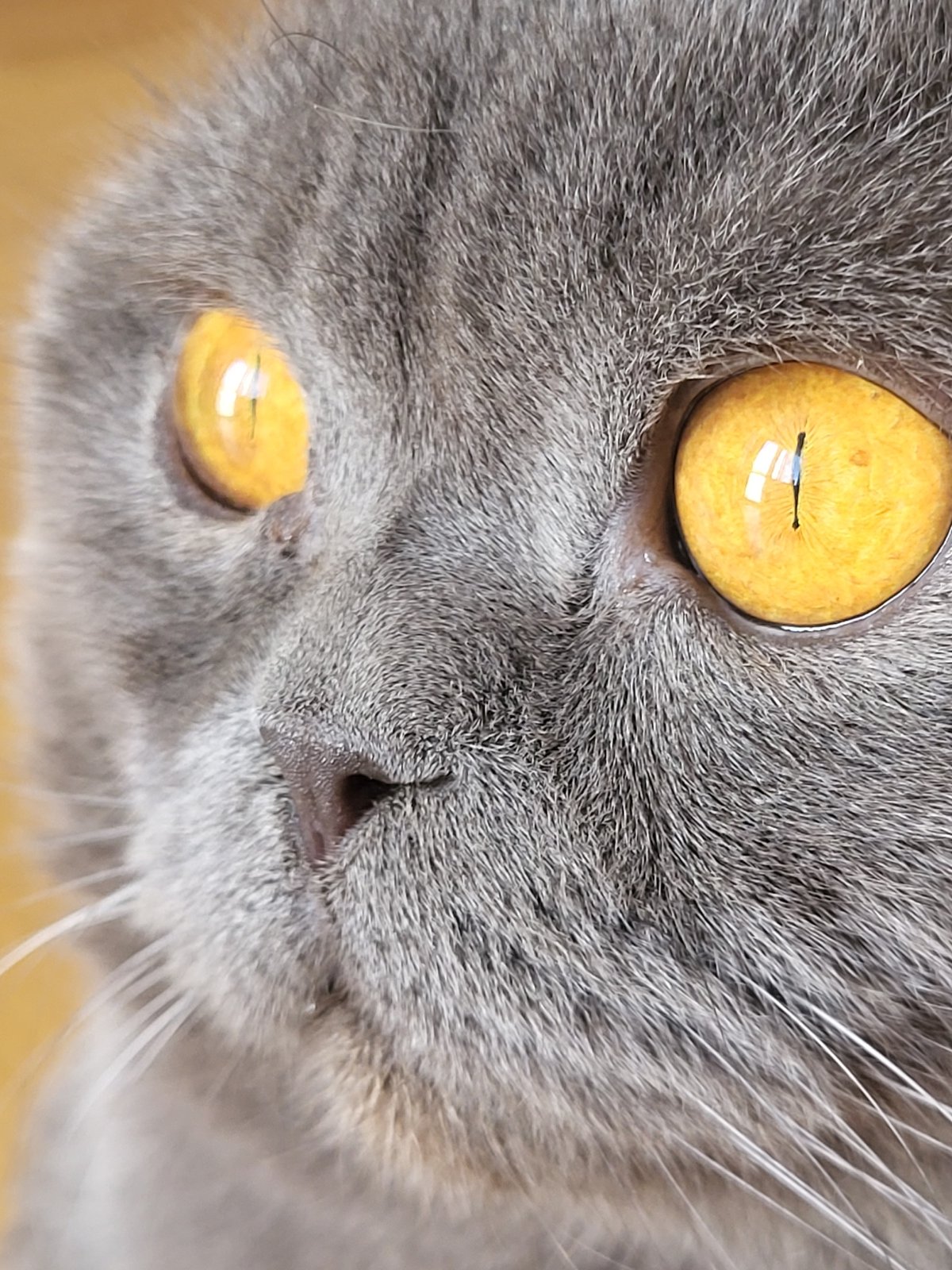 Gray Scottish Fold cat documented in urban apartment setting