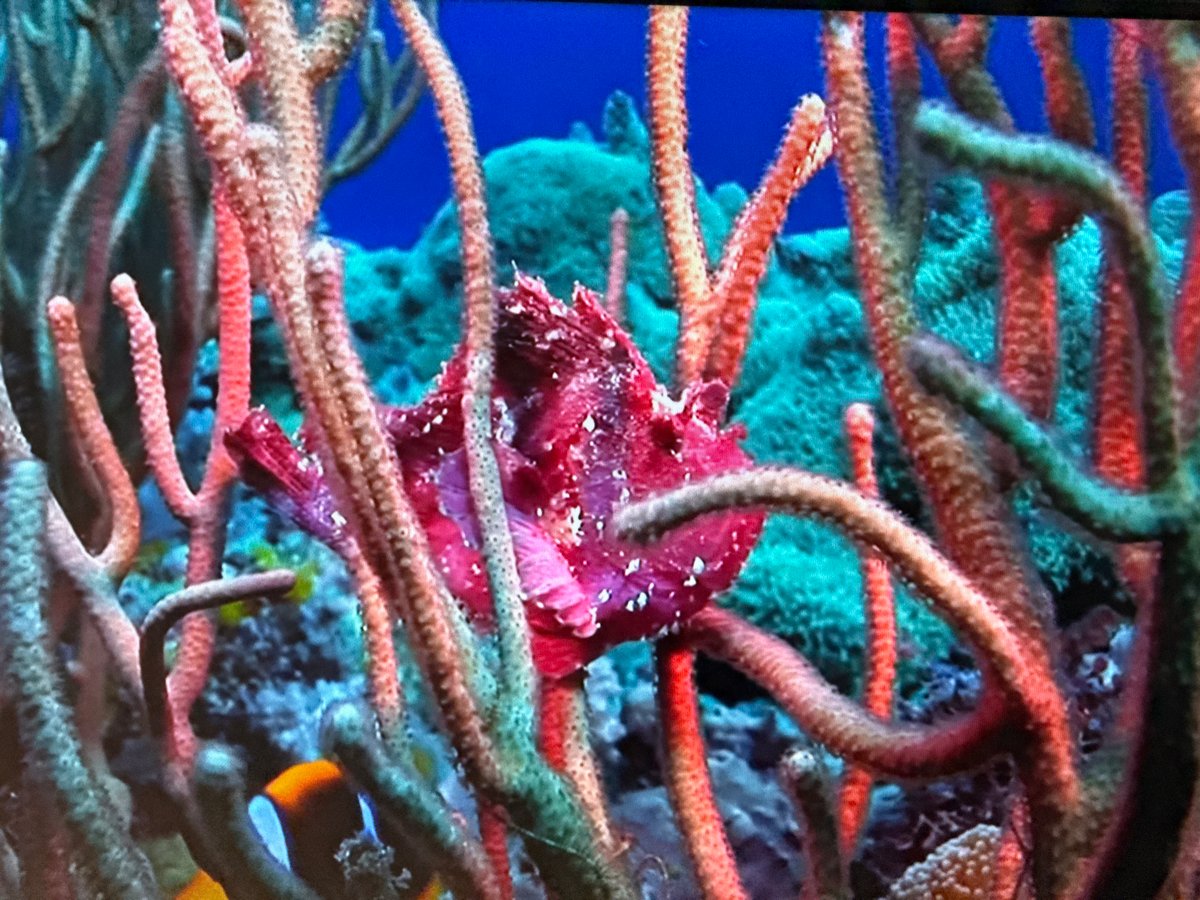 Mixed tropical imagery and Peppa Pig content captured in Hazlemere
