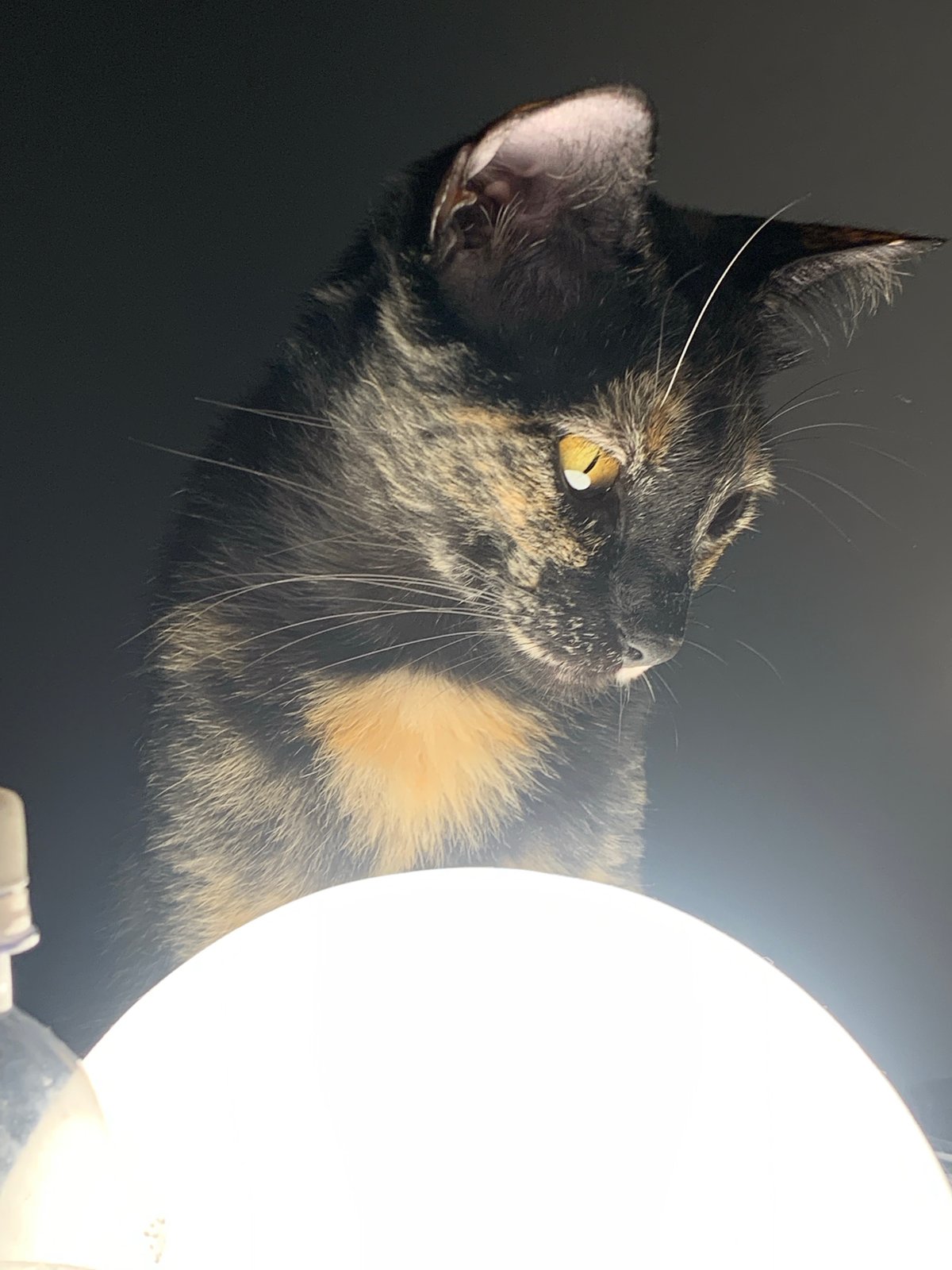 Tortoiseshell cat photographed near lamp in Buenos Aires