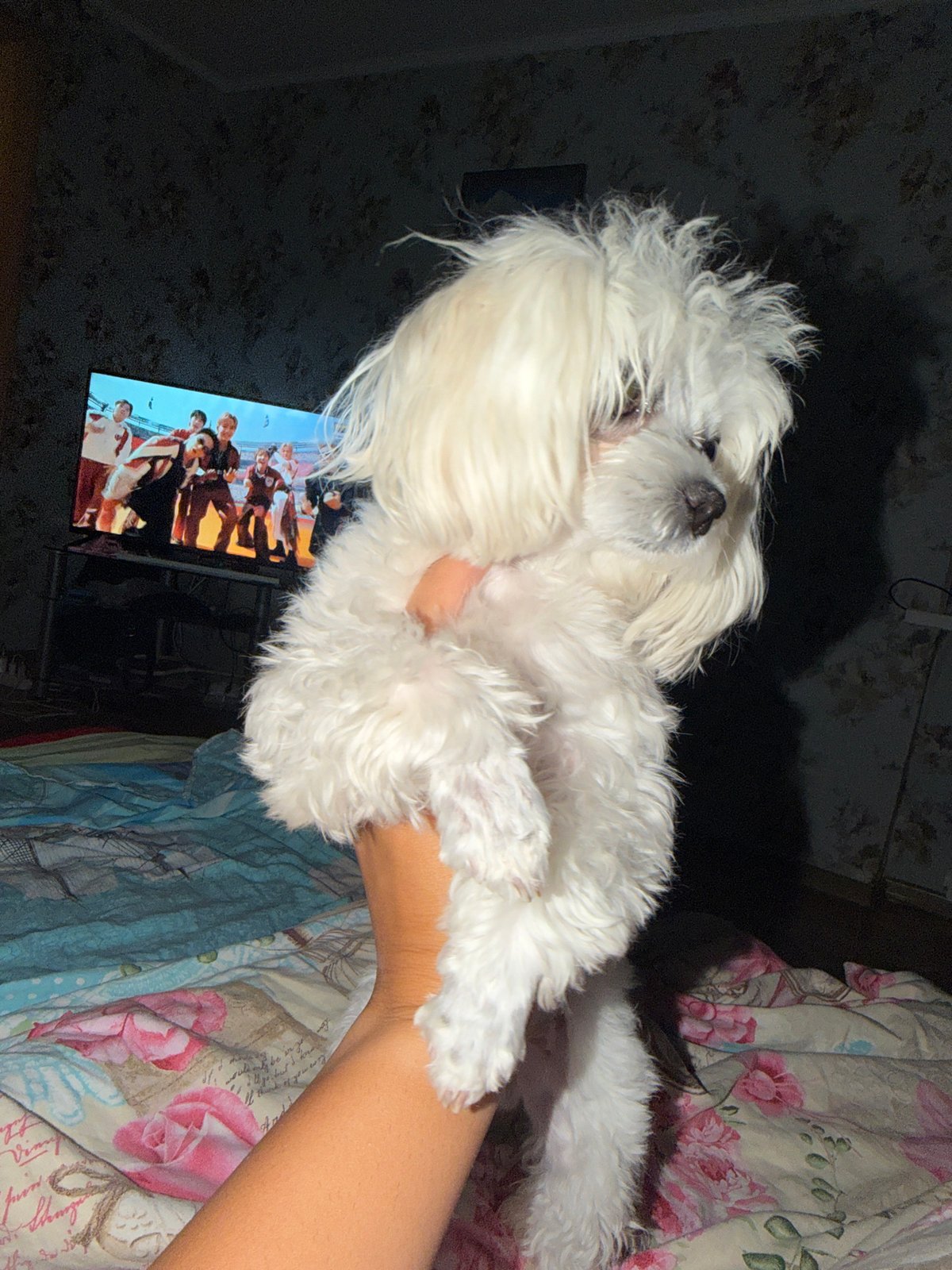 Cozy night in with a fluffy white dog and TV on