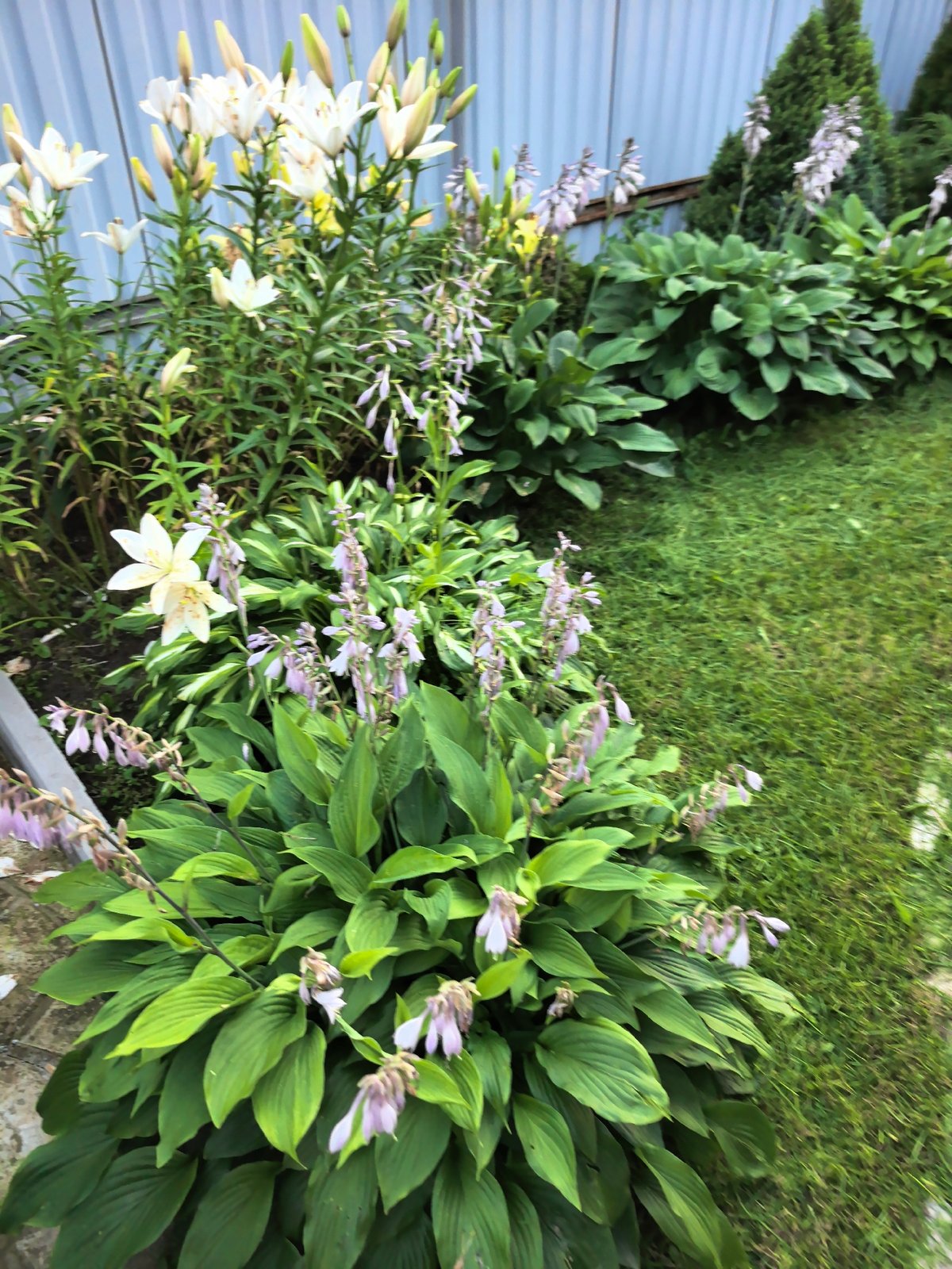 Backyard garden with hostas and corrugated fence, Verkhnyaya Pyshma