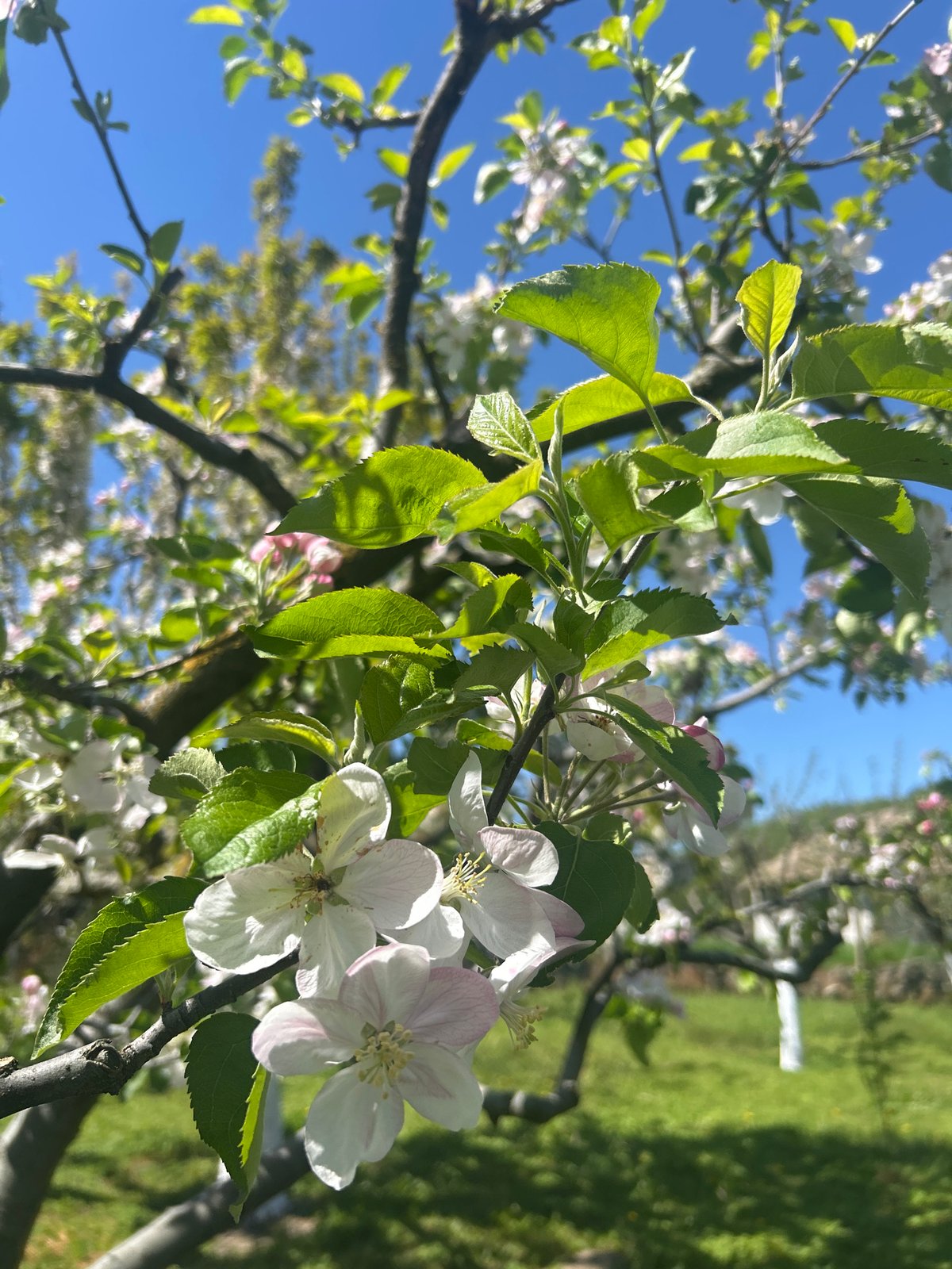 Spring Morning in Bulgarian Village: Blossoms, Dogs, Quiet Moments