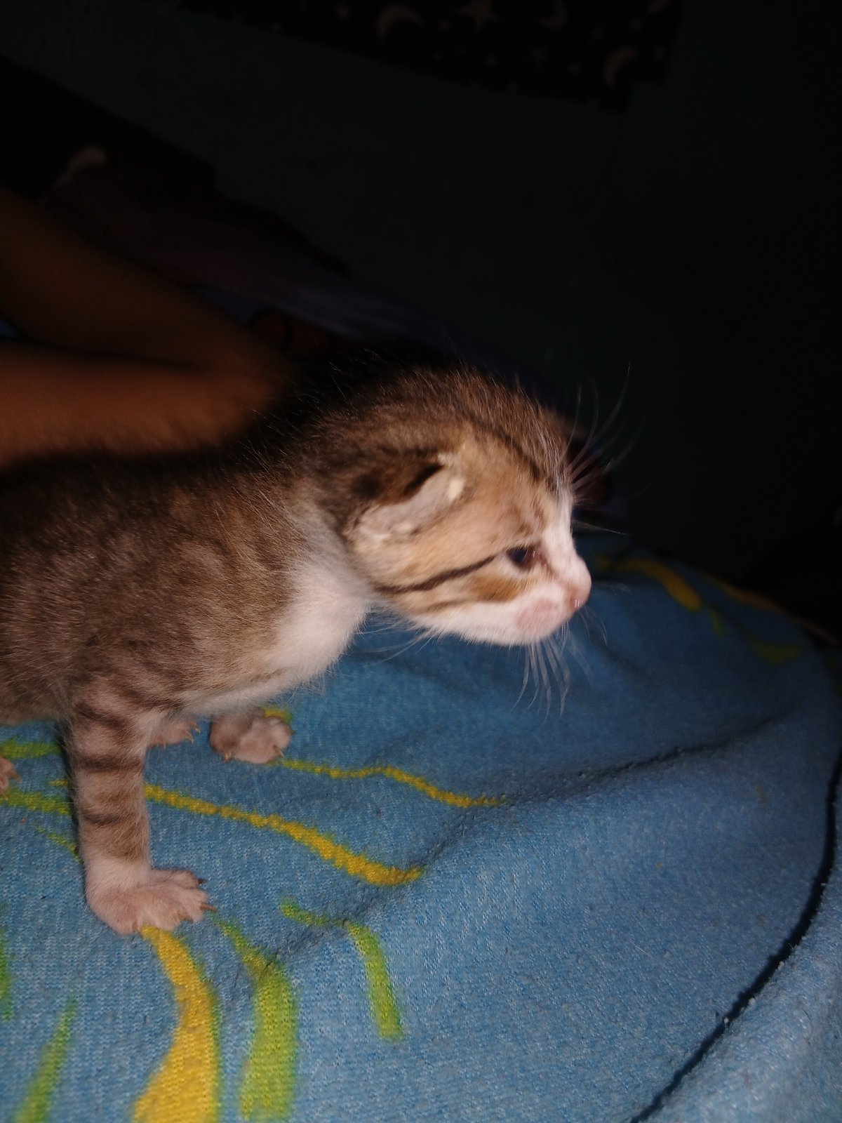 Young tabby kitten photographed resting on colorful blanket in Venezuela