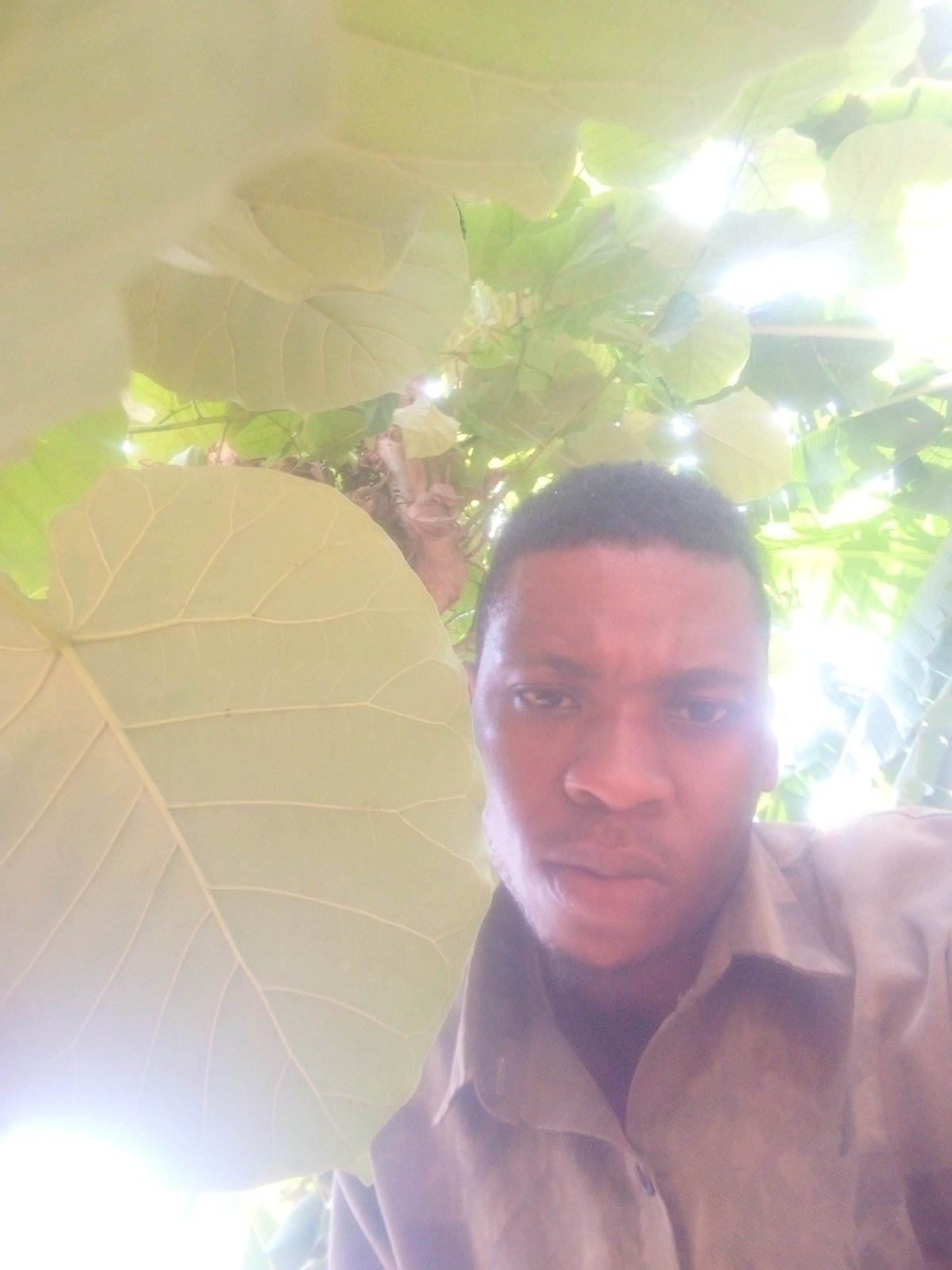 Tropical scenes captured: man under leaves, coconuts, chickens, dreadlocked individual