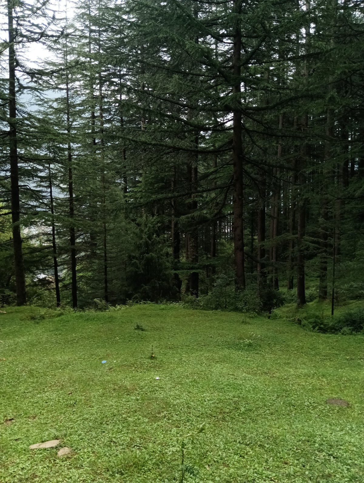 Forest meadows and a tethered calf near Manali