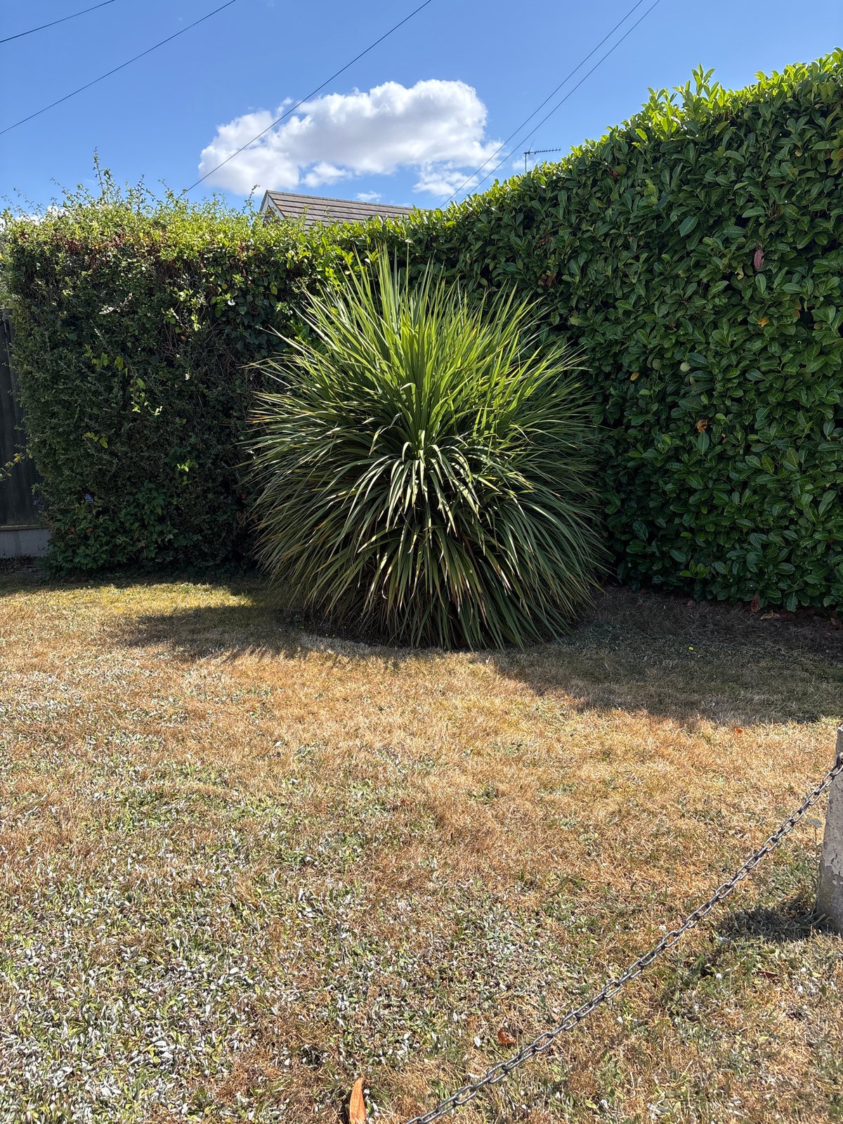 Summer greenery and street scenes in suburban Chelmsford