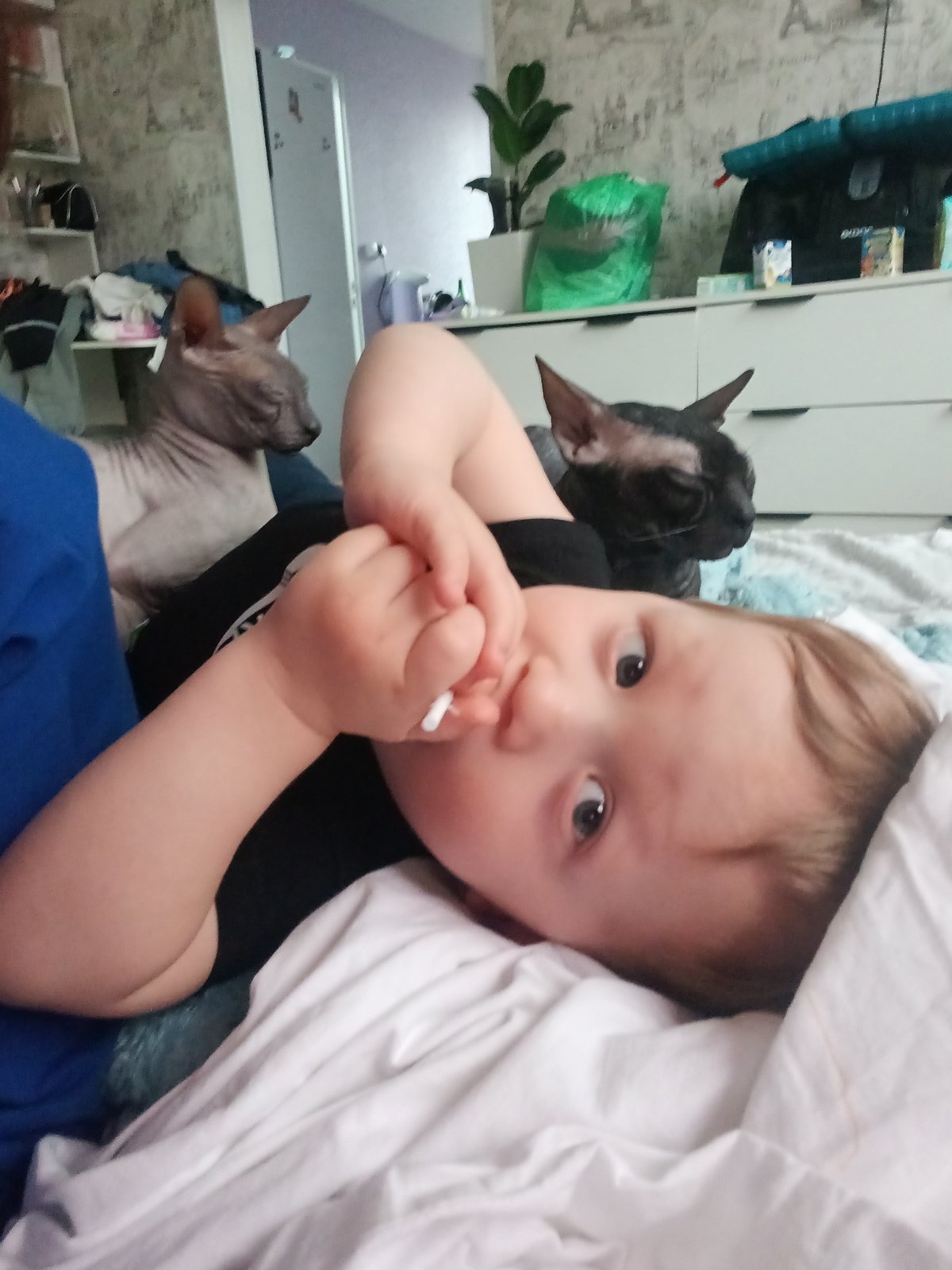 Child plays with Sphynx cats in Osa home