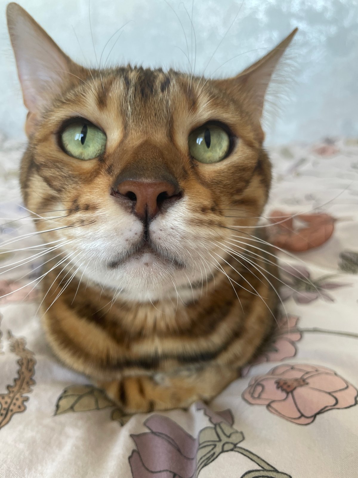 Morning cooking session with Bengal cat documented in Izhevsk