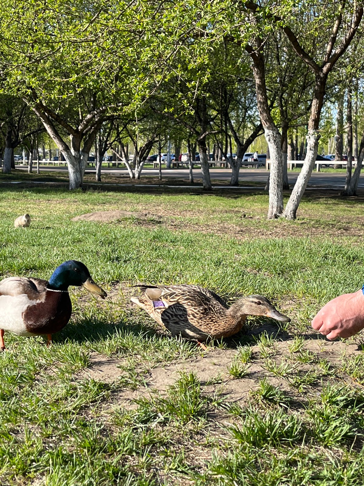 Person feeds wildlife in Krasnoyarsk park area