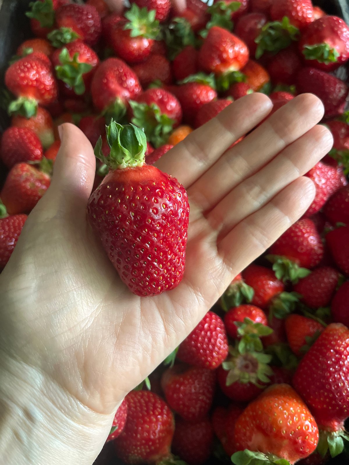 Strawberry vendor and street scenes documented in Krasnodar