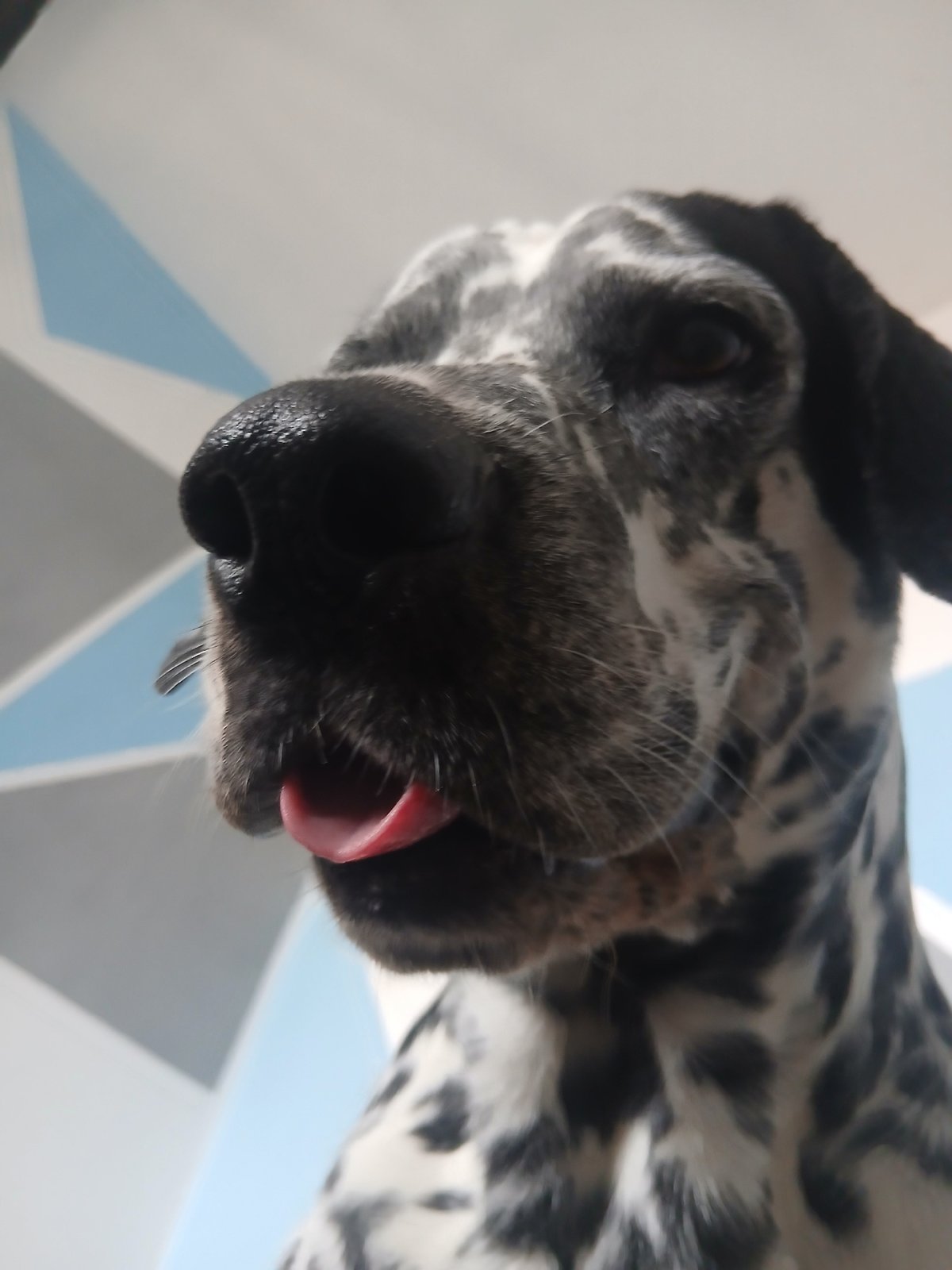 Hanging with a Dalmatian on a warm afternoon indoors
