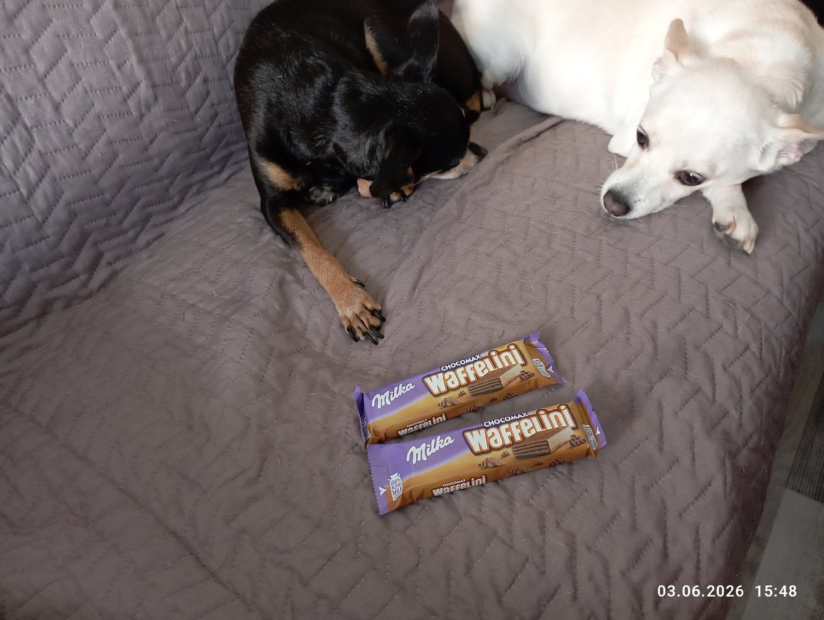 Small dogs rest on sofa in Burgas home