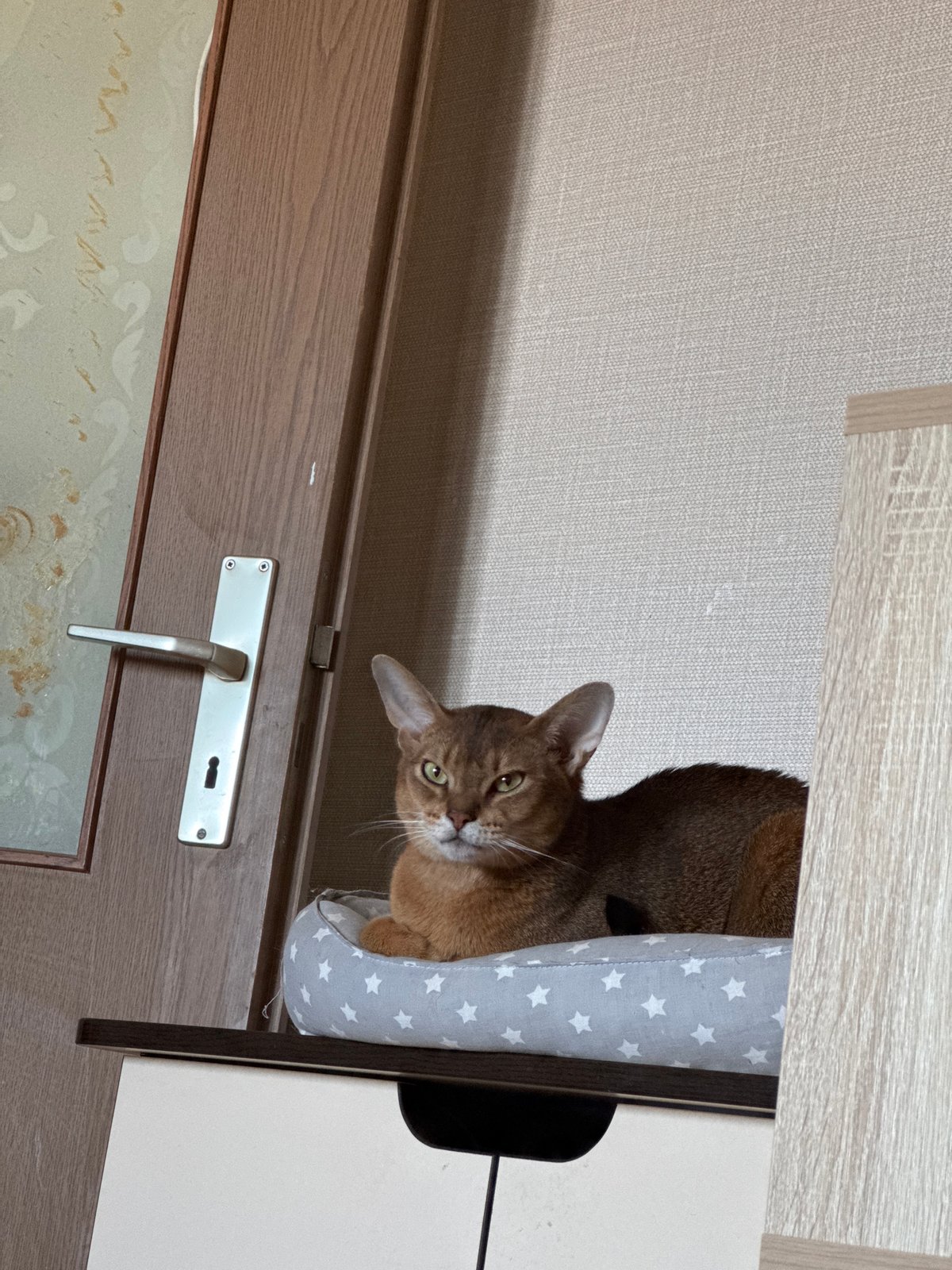 Domestic moments captured in Chaikovsky featuring pets, family selfies