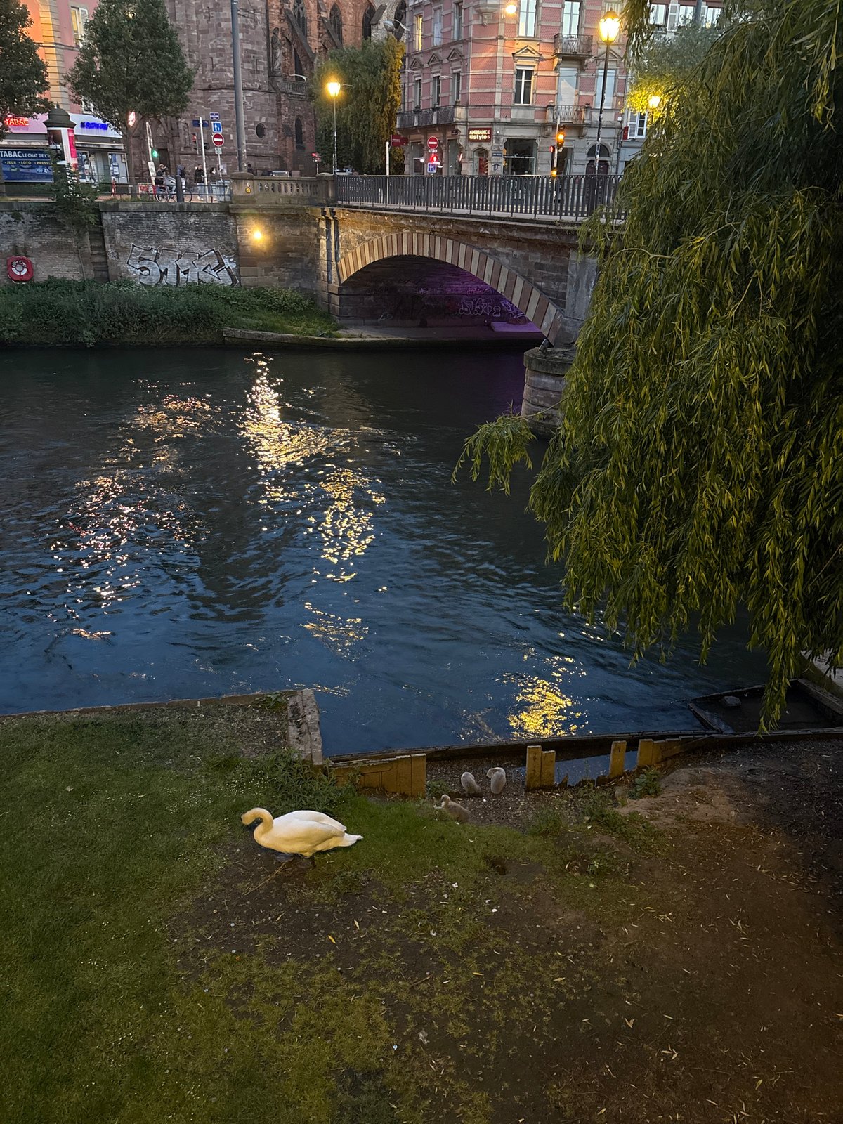 Swan family spotted along nighttime canal in Strasbourg