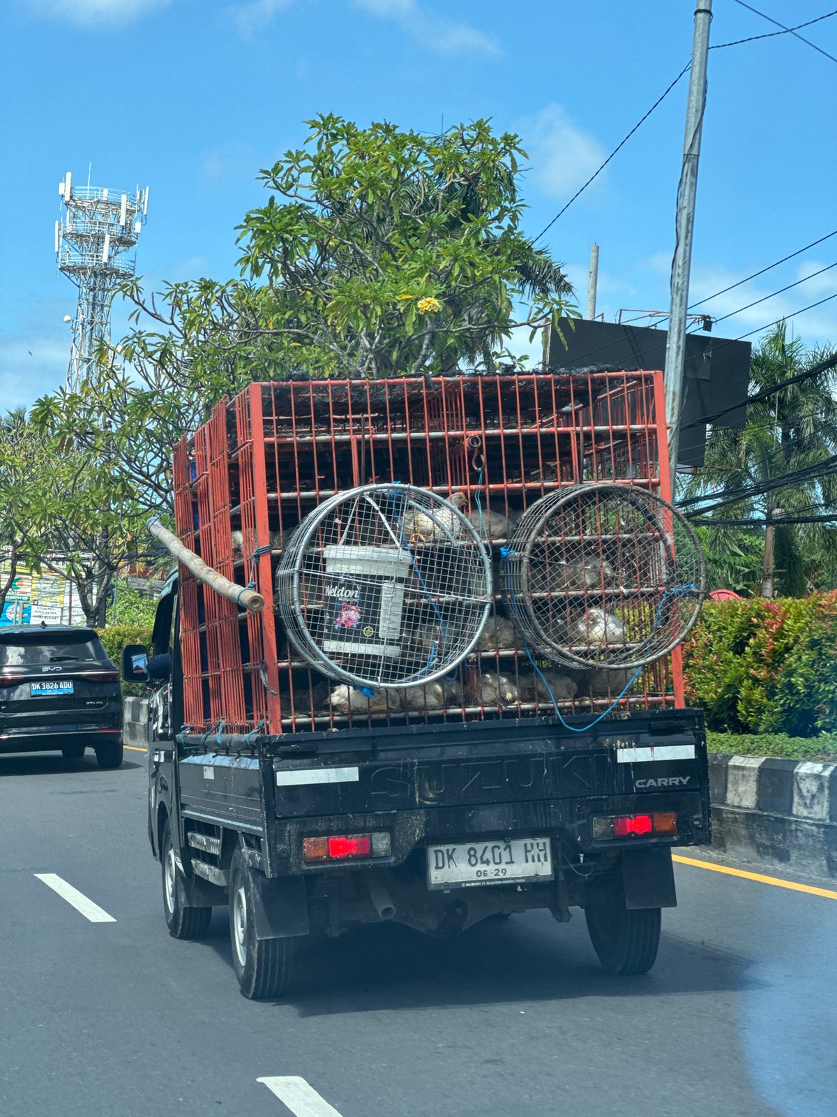 Truck transports chickens through Kuta Selatan, Indonesia