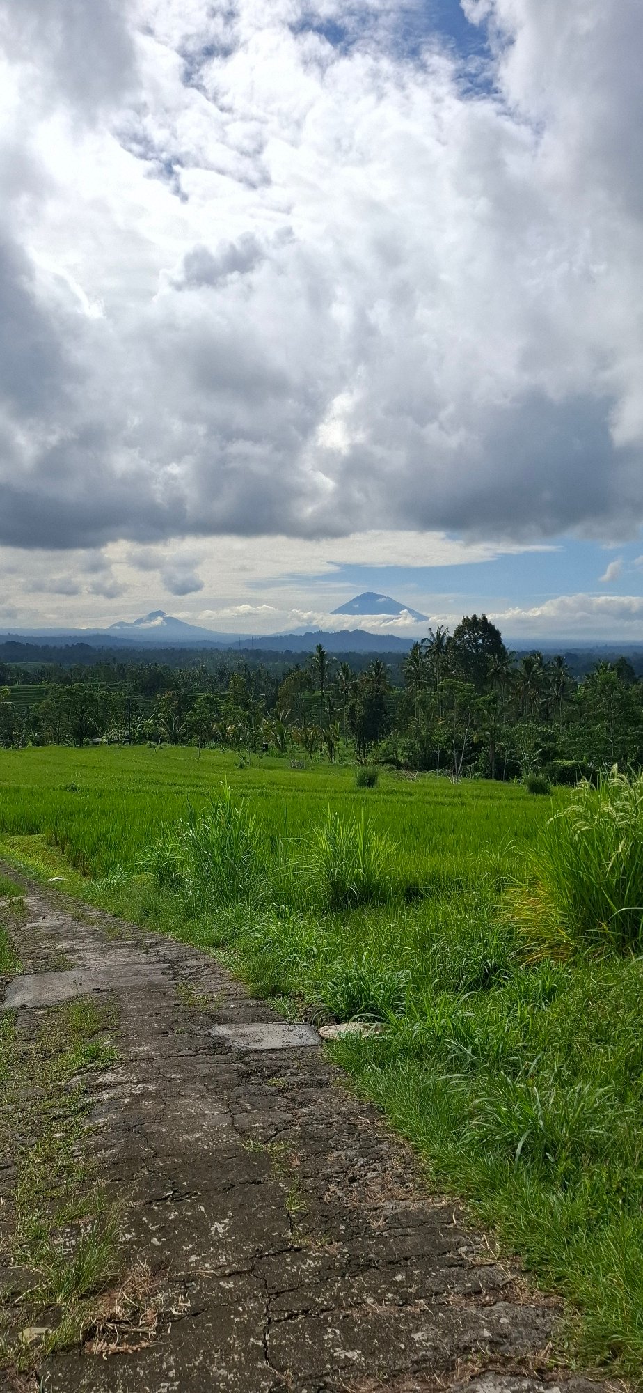 Rural landscape observed in Penebel, Indonesia shows green rice fields