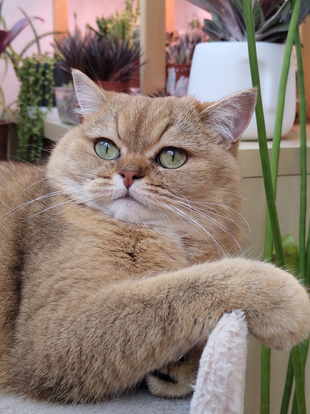 Golden British Shorthair cat at home in Krasnodar
