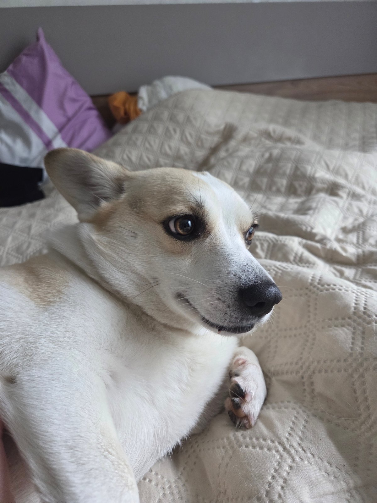 Lazy afternoon with pets and home cooking documented