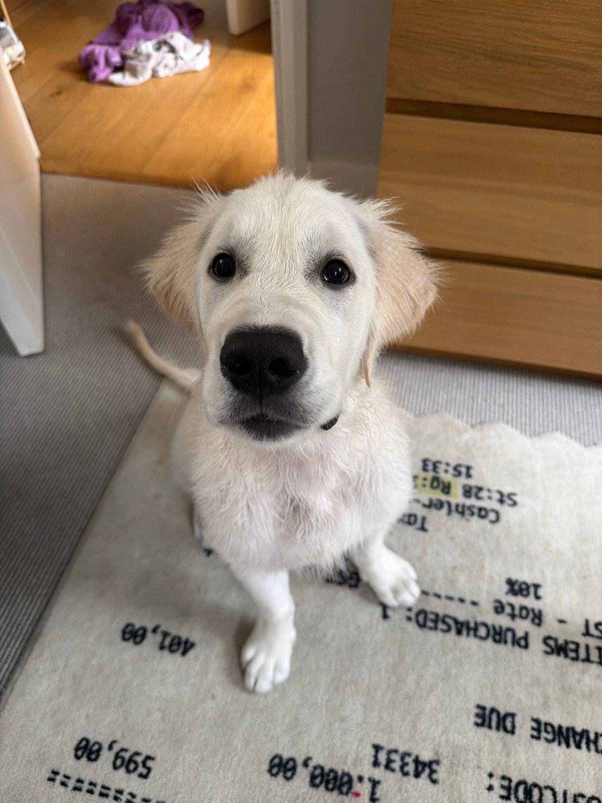 Golden retriever puppy photographed on rug in London