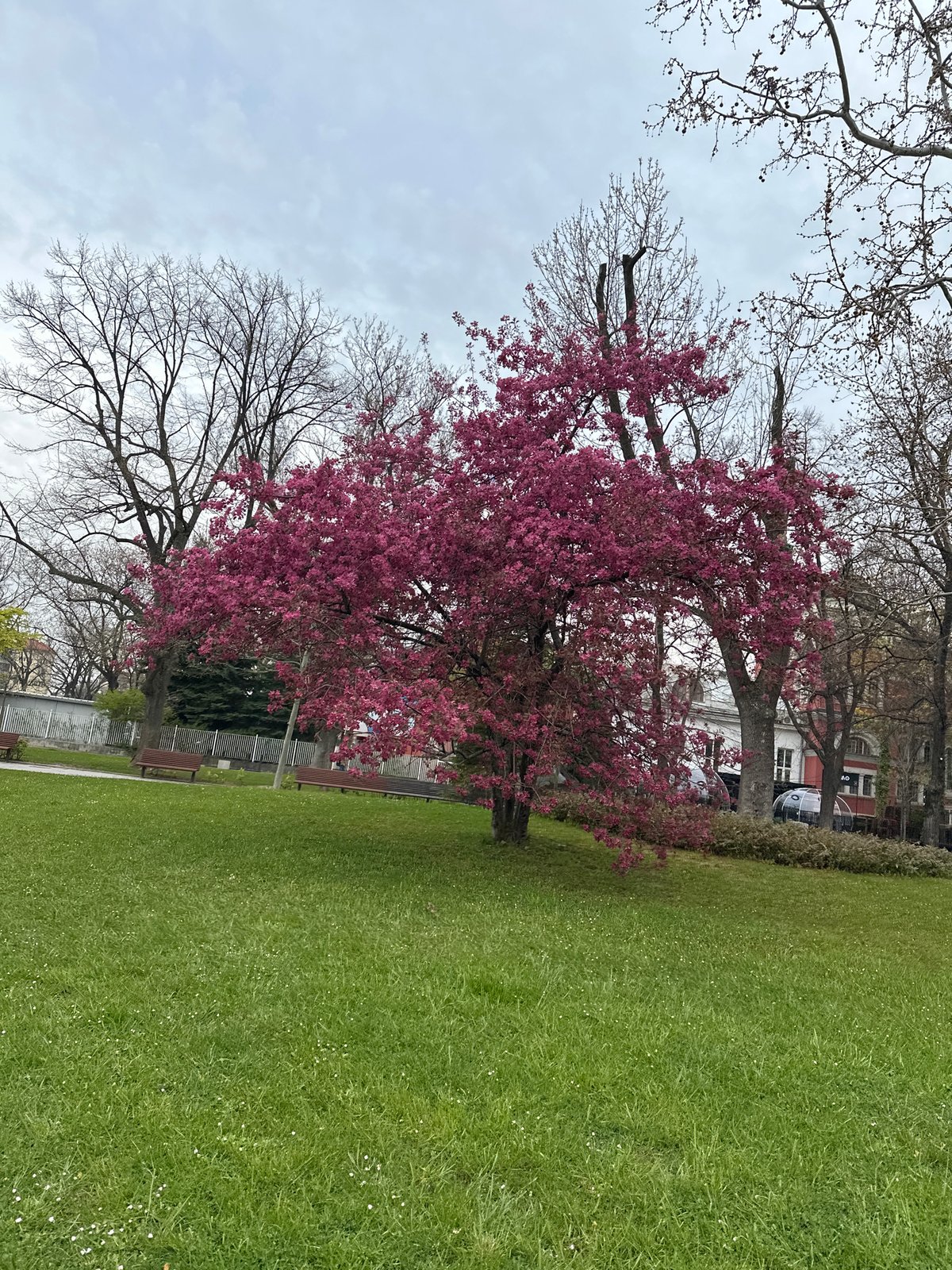 Spring blooms documented across Sofia during early morning walk