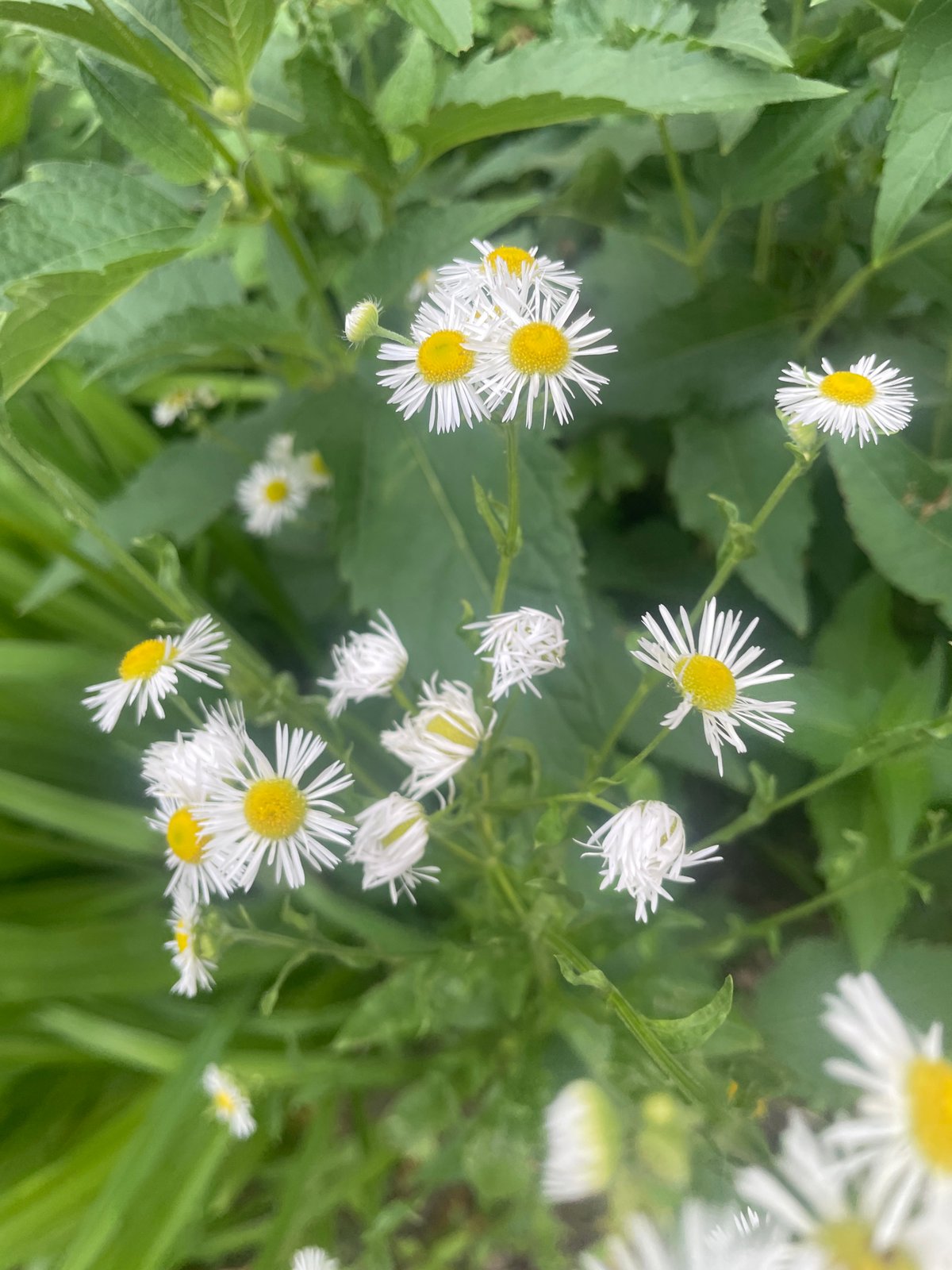 Garden flowers, city skies, and indoor snapshots on an overcast morning
