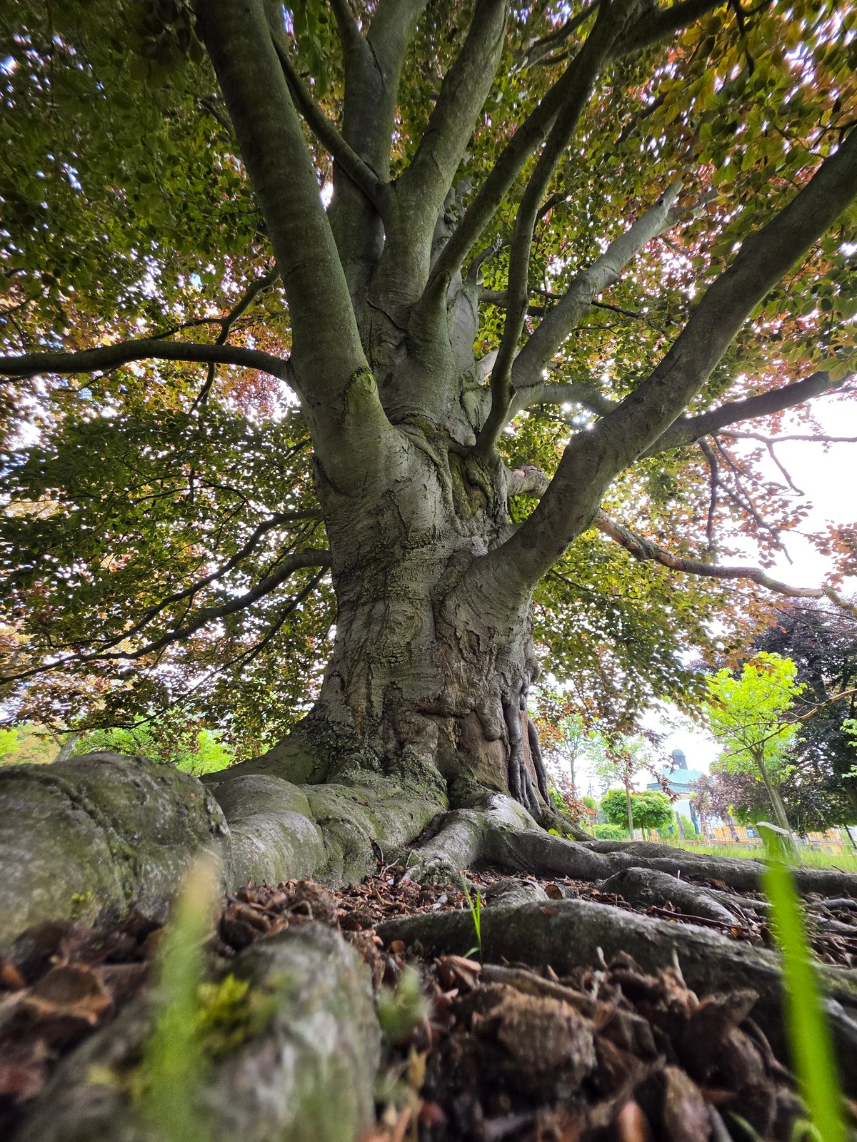 Mature beech tree documented in Mladá Boleslav park