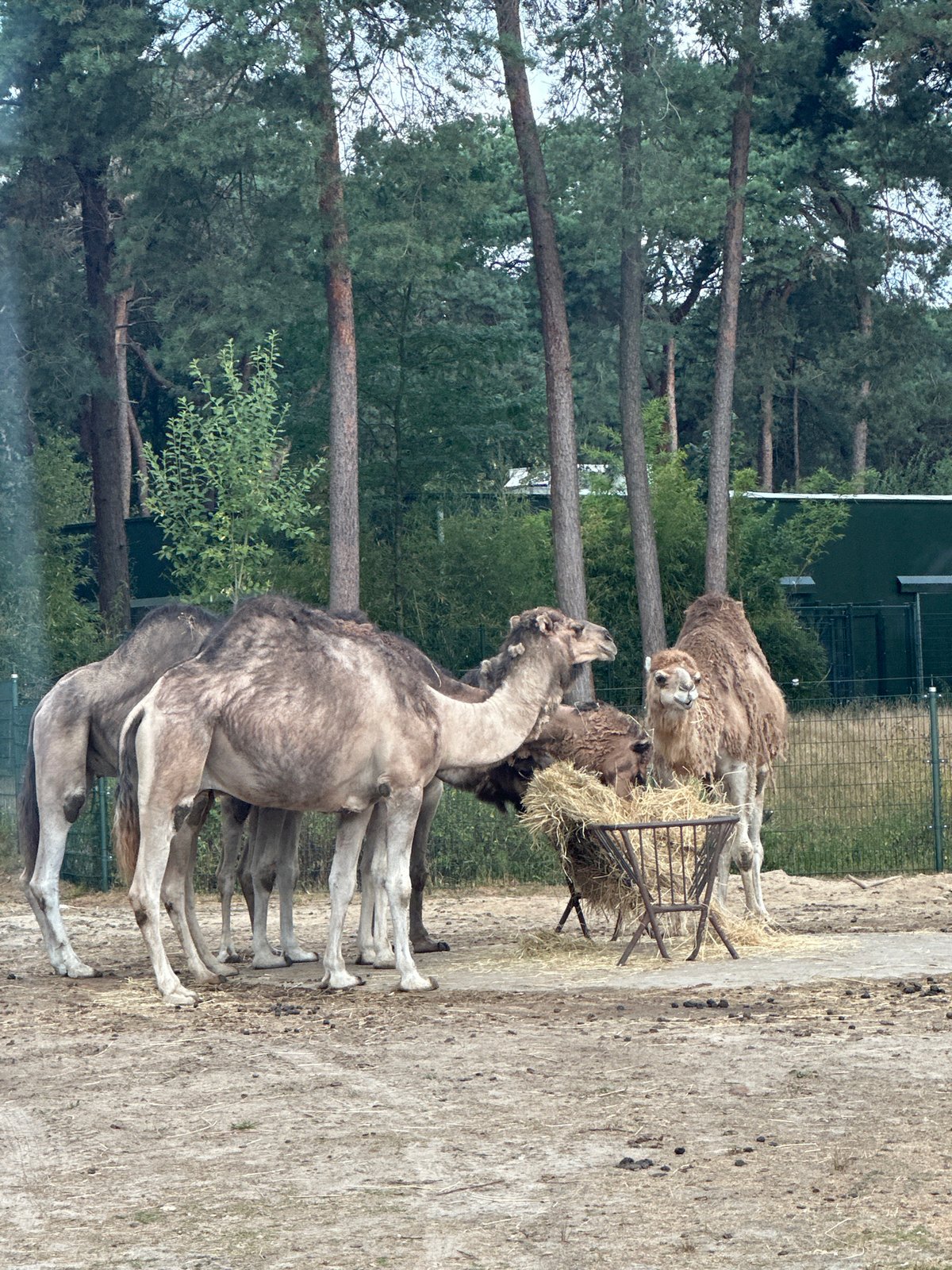 Camels and zebras at a Dutch safari park on a summer morning
