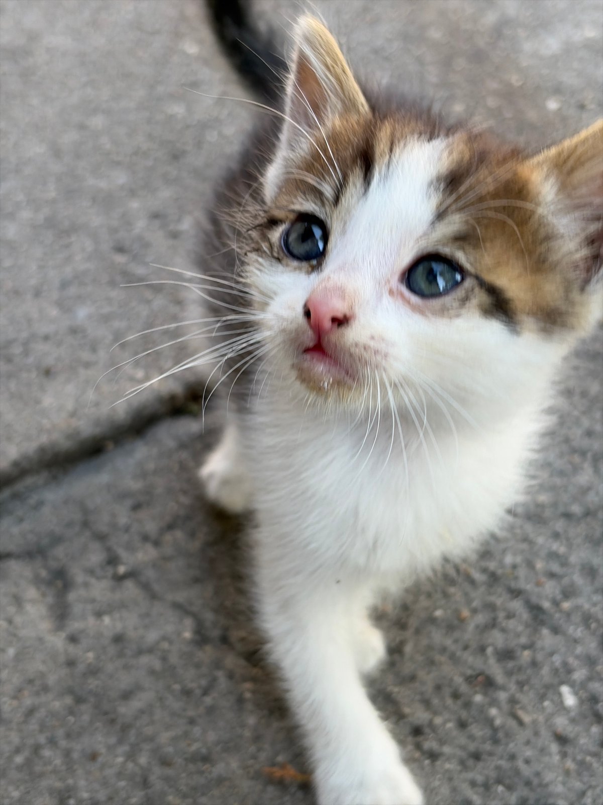 Mother cat nurses kittens on concrete pavement